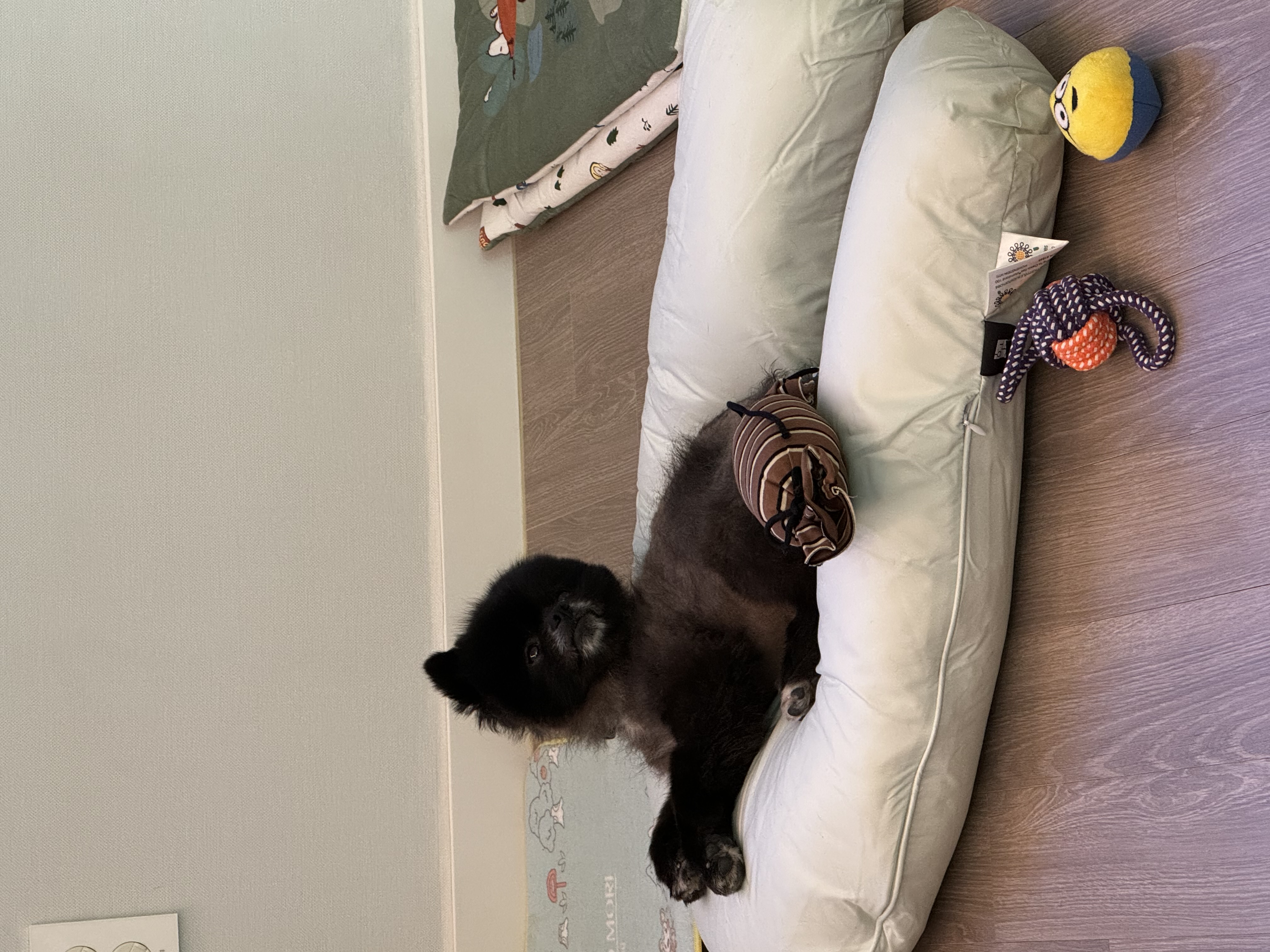 반곰이(현: 레오) 임시보호 일주일 후기