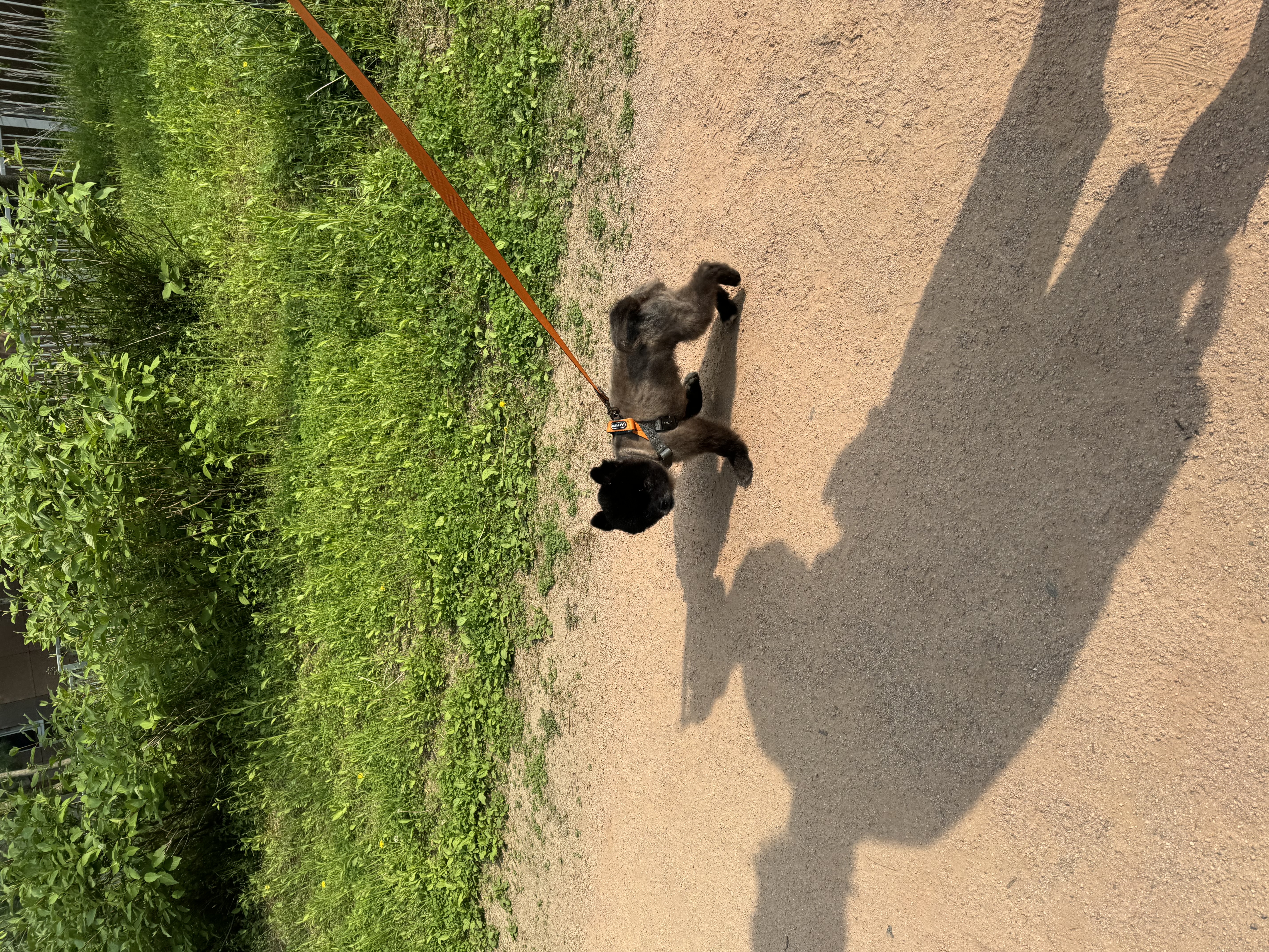 반곰이(현: 레오) 임시보호 일주일 후기