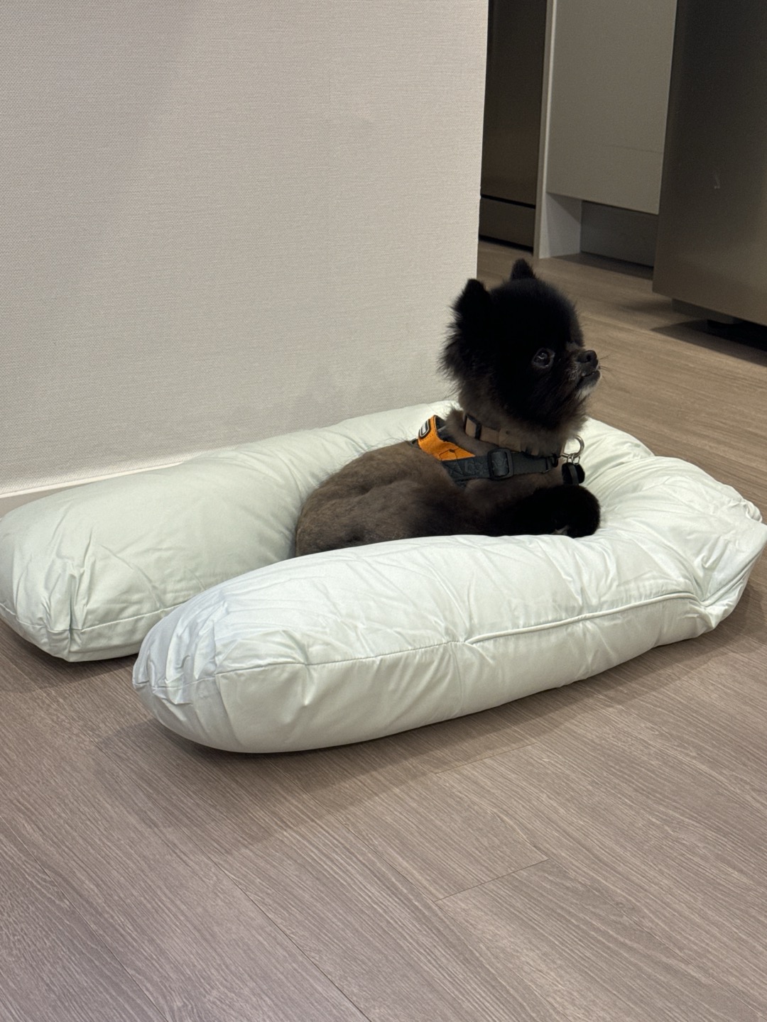 반곰이(현: 레오) 임시보호 일주일 후기