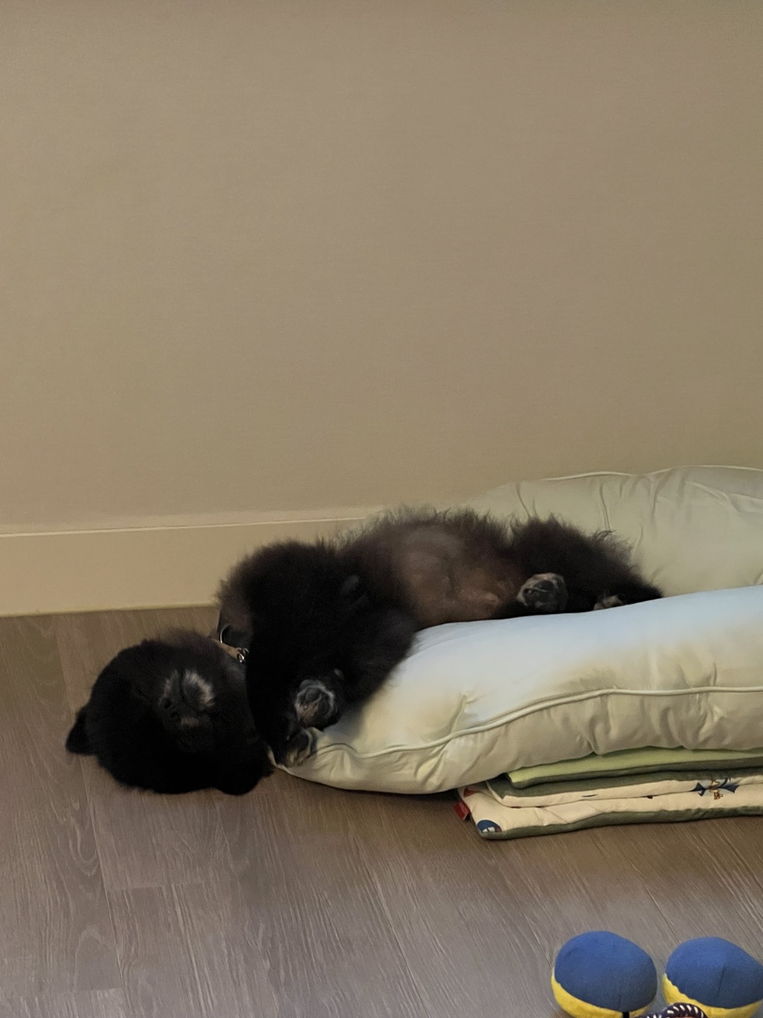 반곰이(현: 레오) 임시보호 일주일 후기