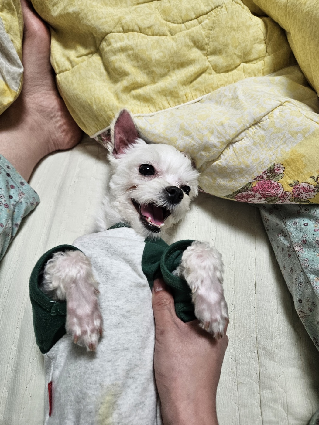 유성(민성) 임보 1개월 후기 이야기