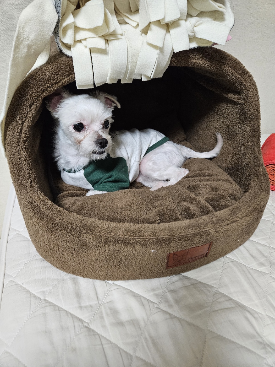 유성(민성) 임보 1개월 후기 이야기