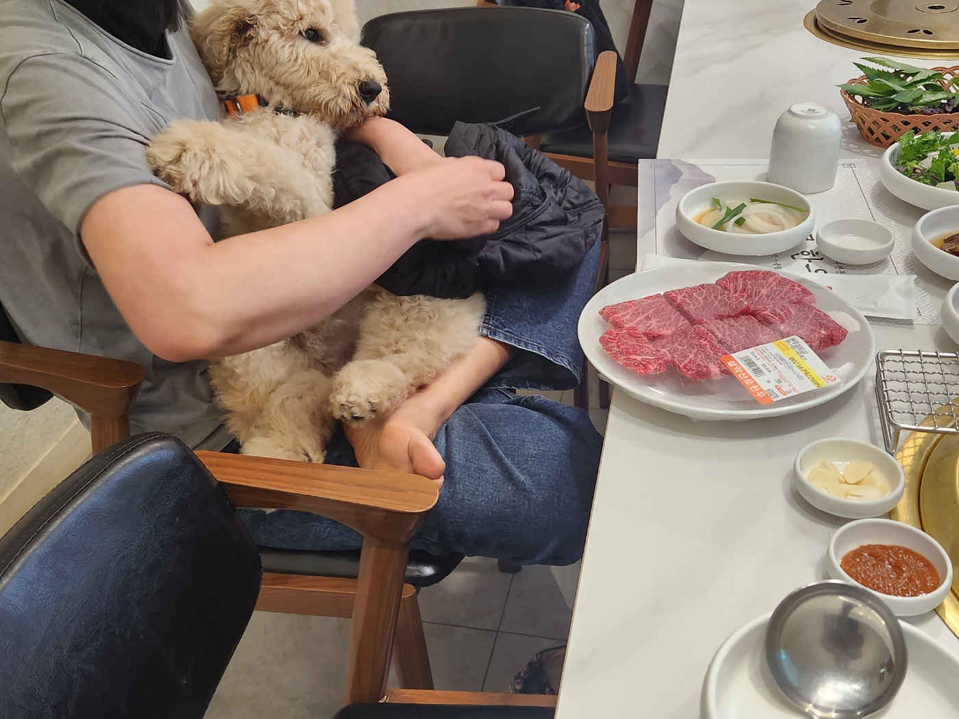 (구)푸돌이 (현)조 루이가 된 푸돌이 입양 후 일주일 이야기 입니다^^