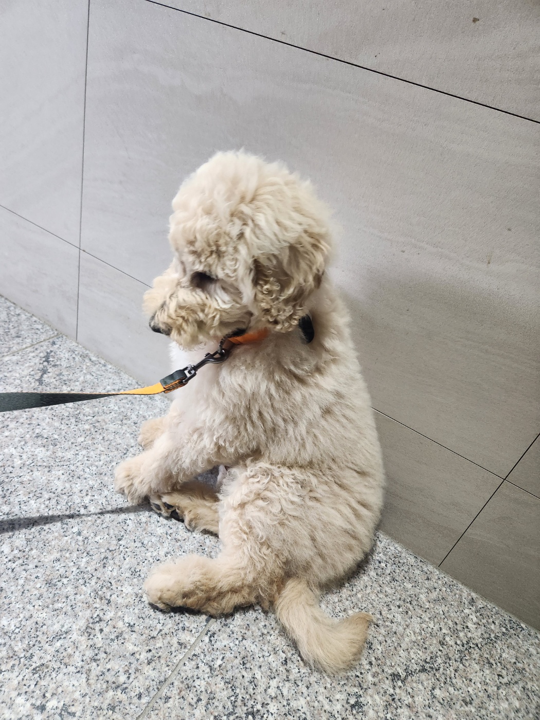 (구)푸돌이 (현)조 루이가 된 푸돌이 입양 후 일주일 이야기 입니다^^