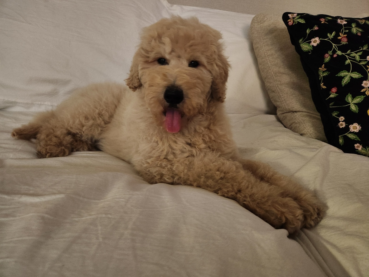 (구)푸돌이 (현)조 루이가 된 푸돌이 입양 후 일주일 이야기 입니다^^