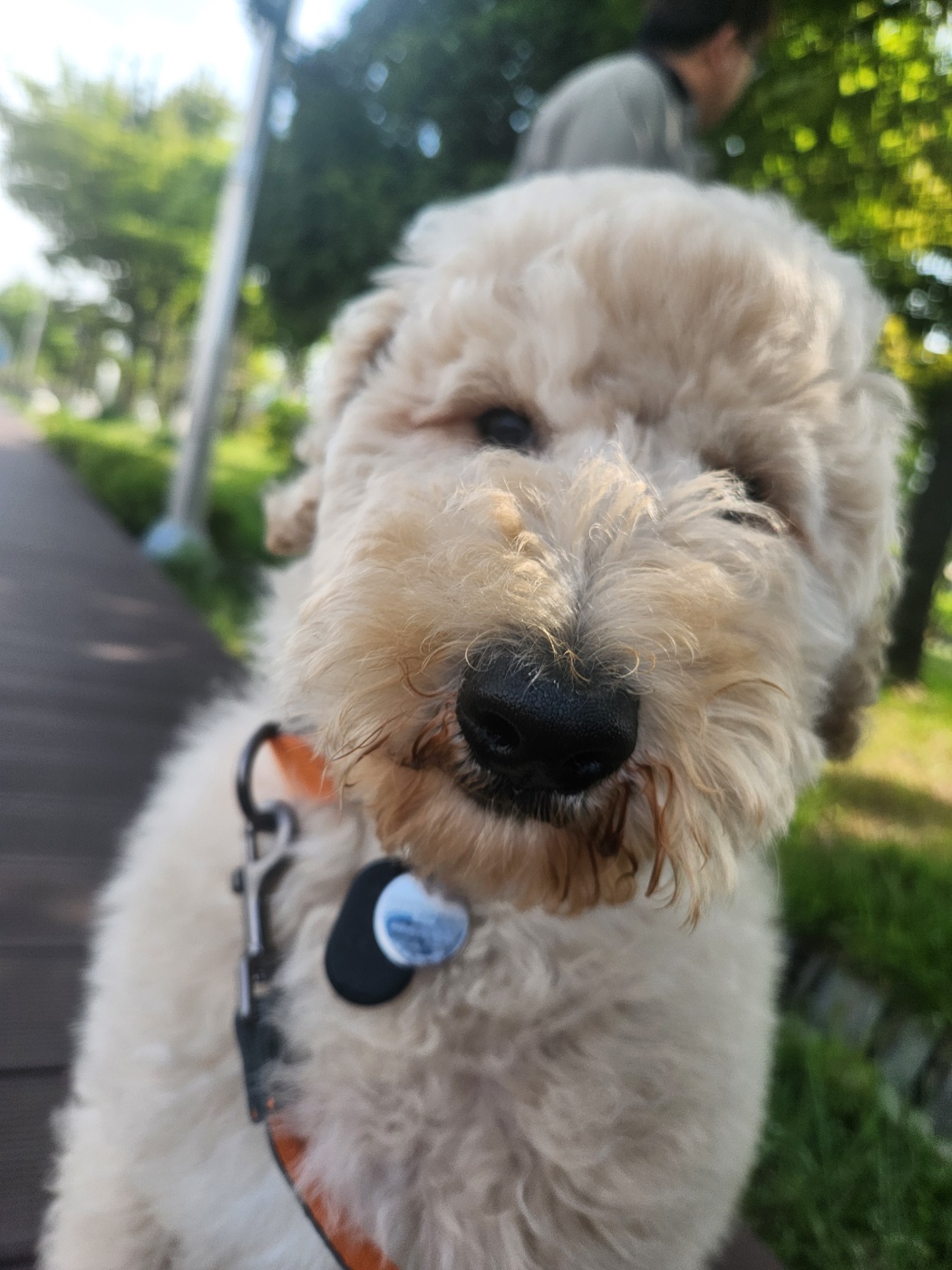 (구)푸돌이 (현)조 루이가 된 푸돌이 입양 후 일주일 이야기 입니다^^