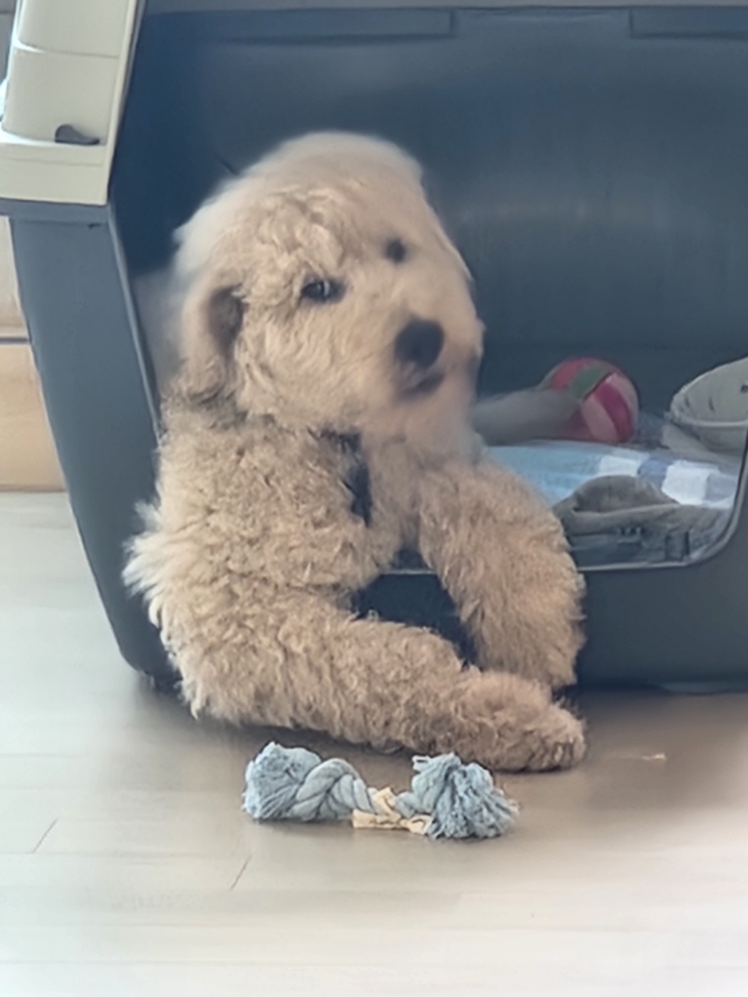 (구)푸돌이 (현)조 루이가 된 푸돌이 입양 후 일주일 이야기 입니다^^