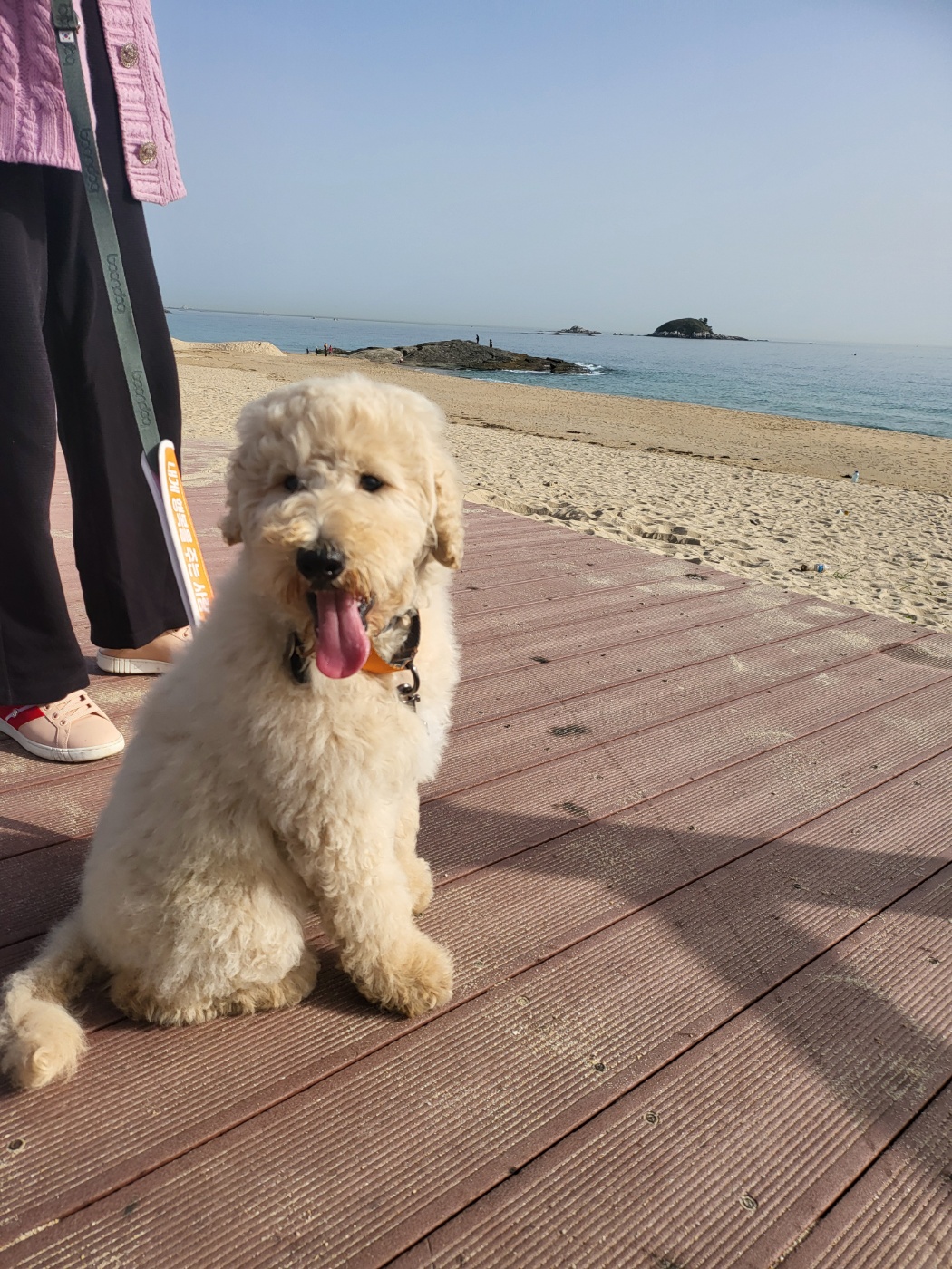 (구)푸돌이 (현)조 루이가 된 푸돌이 입양 후 일주일 이야기 입니다^^