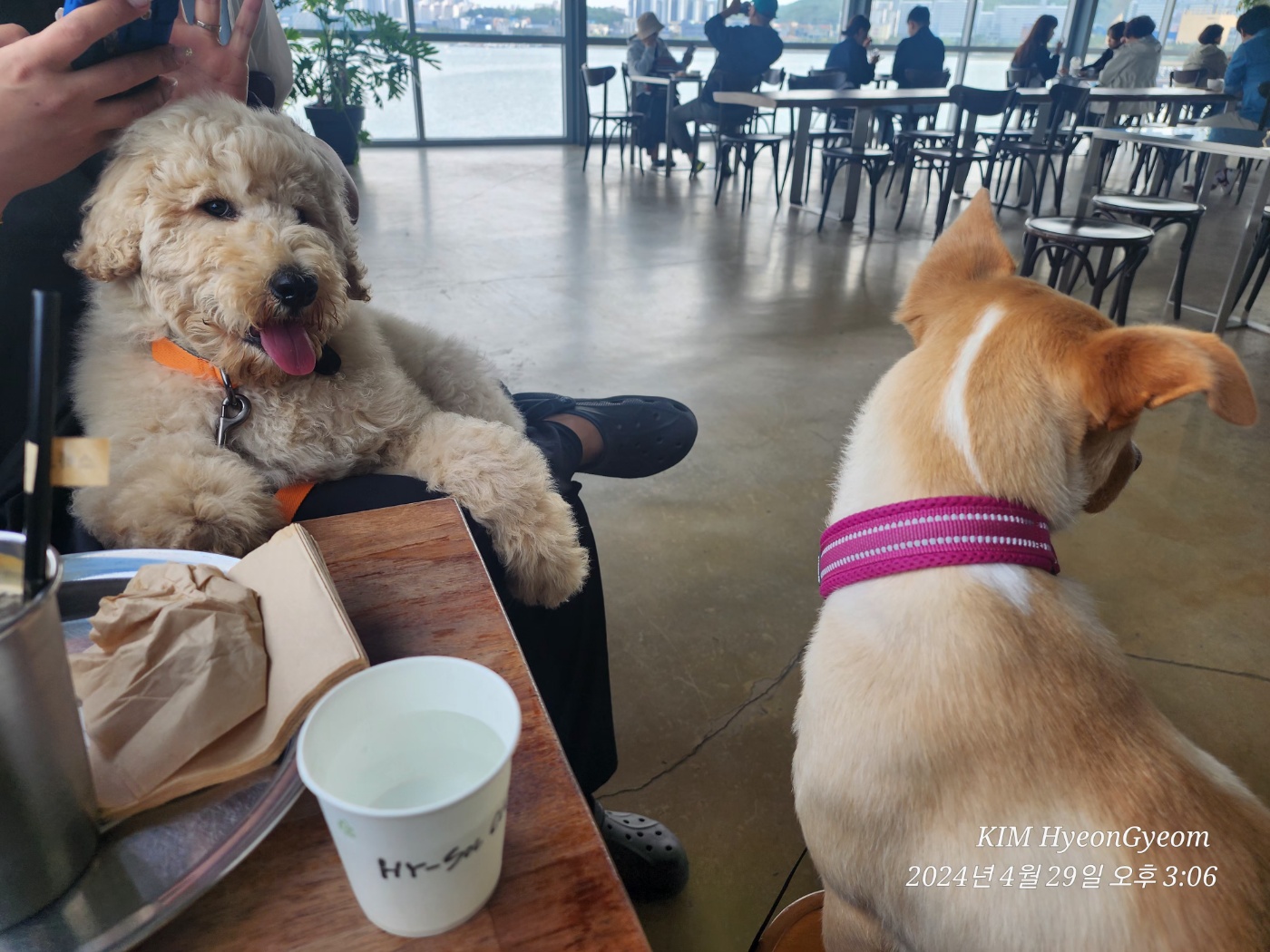 (구)푸돌이 (현)조 루이가 된 푸돌이 입양 후 일주일 이야기 입니다^^