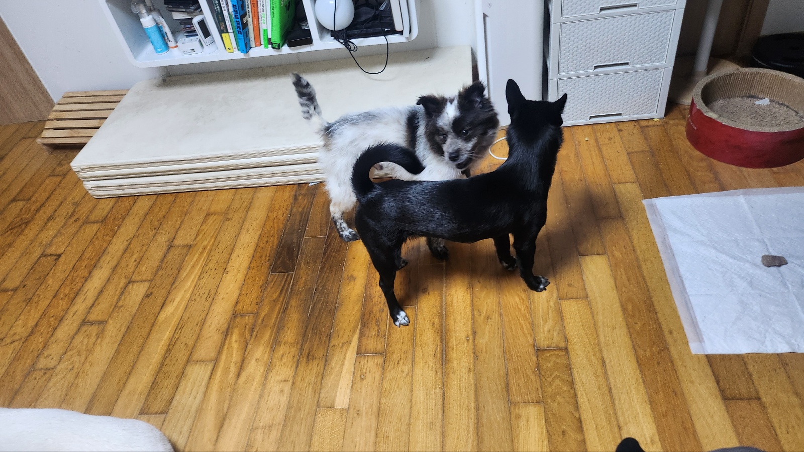 쿠앤이 임시보호 일주일째!