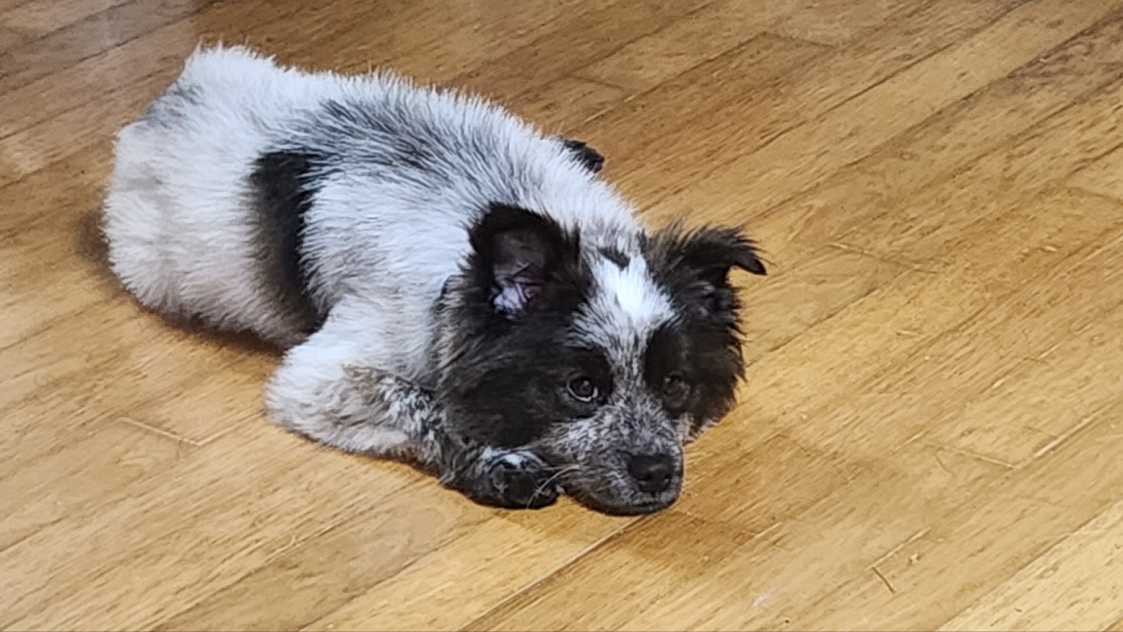 쿠앤이 임시보호 일주일째!