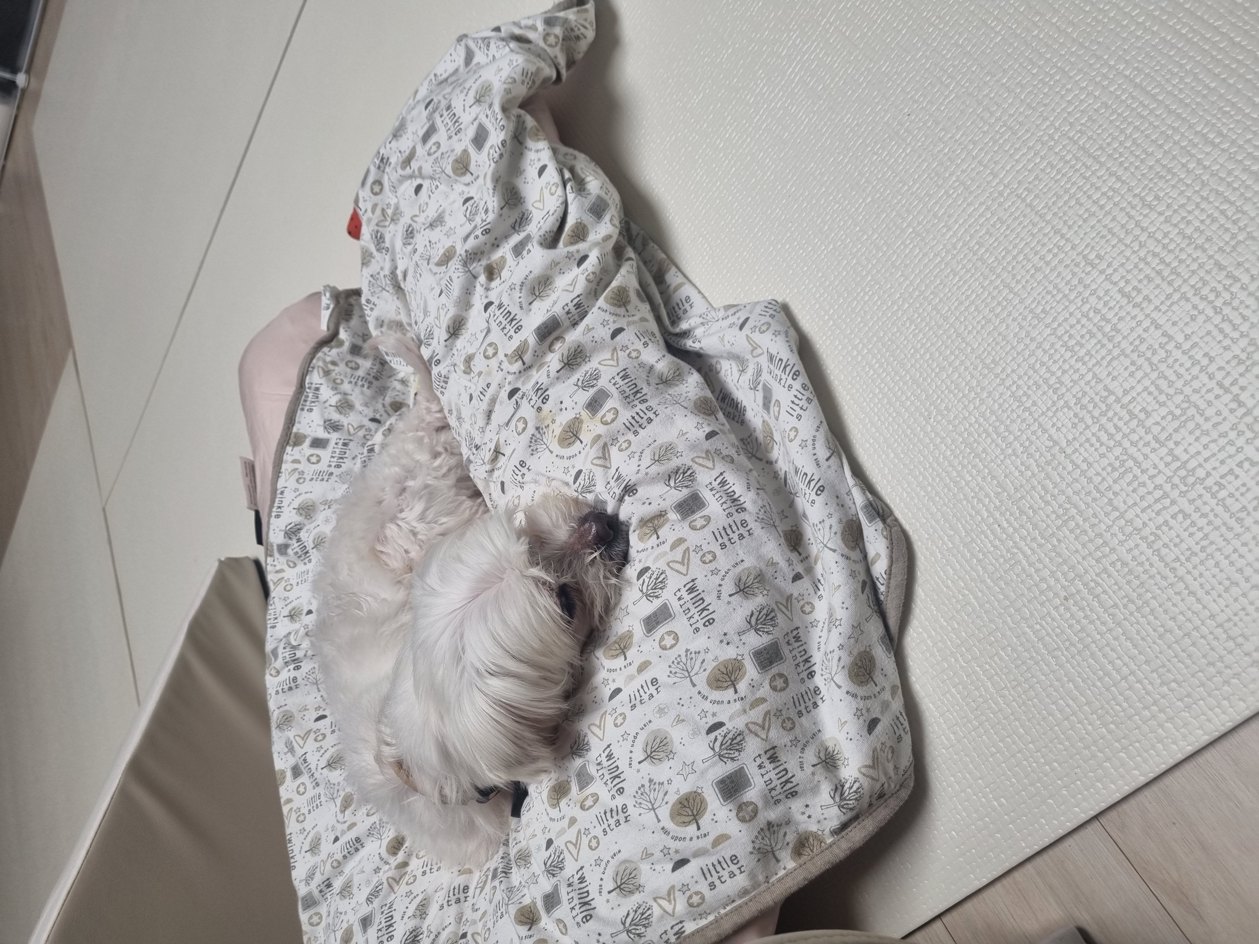 보령번식장구조견 티코