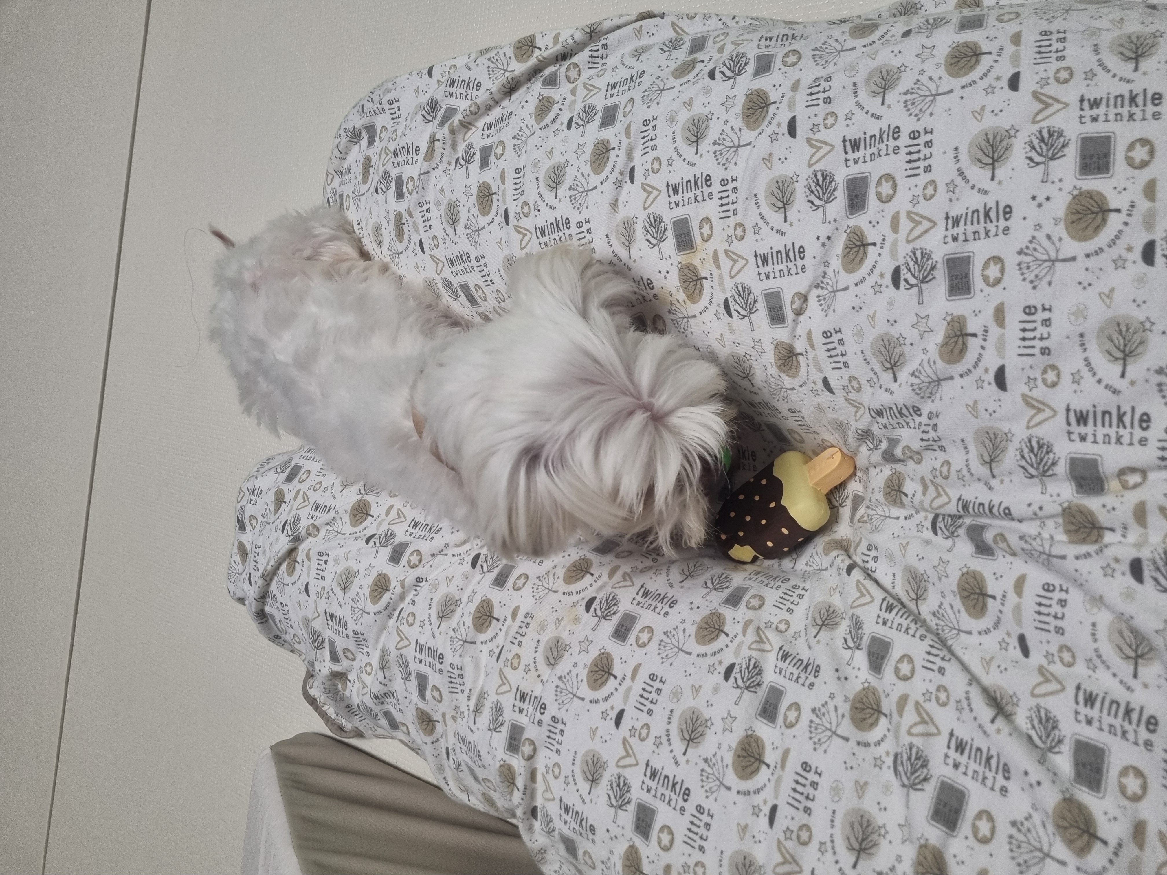 보령번식장구조견 티코