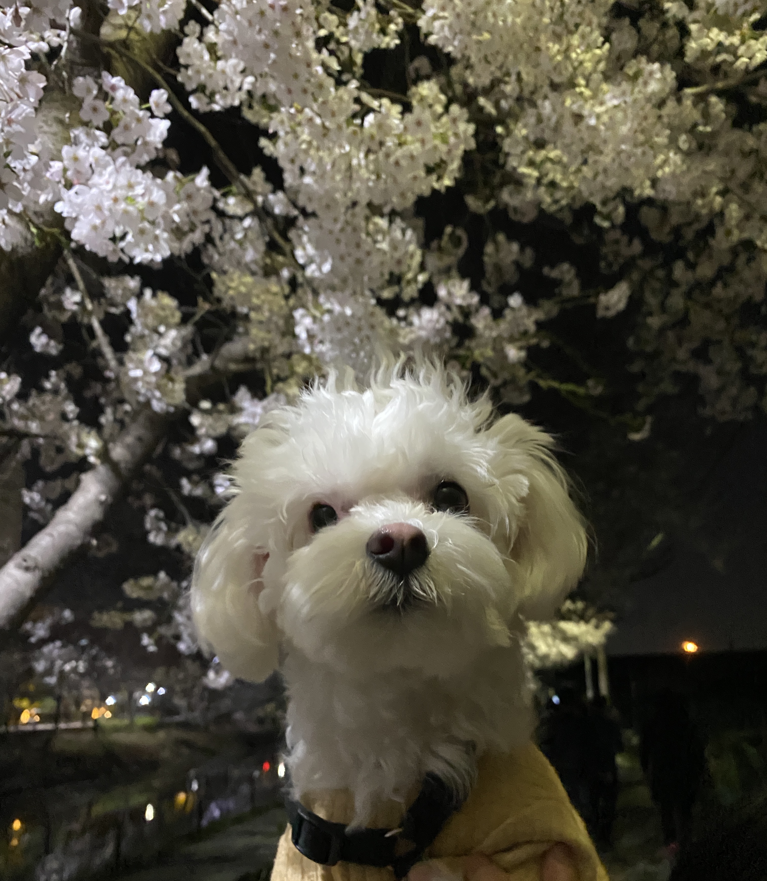 구름이네(아웅이) 1년 후 이야기 