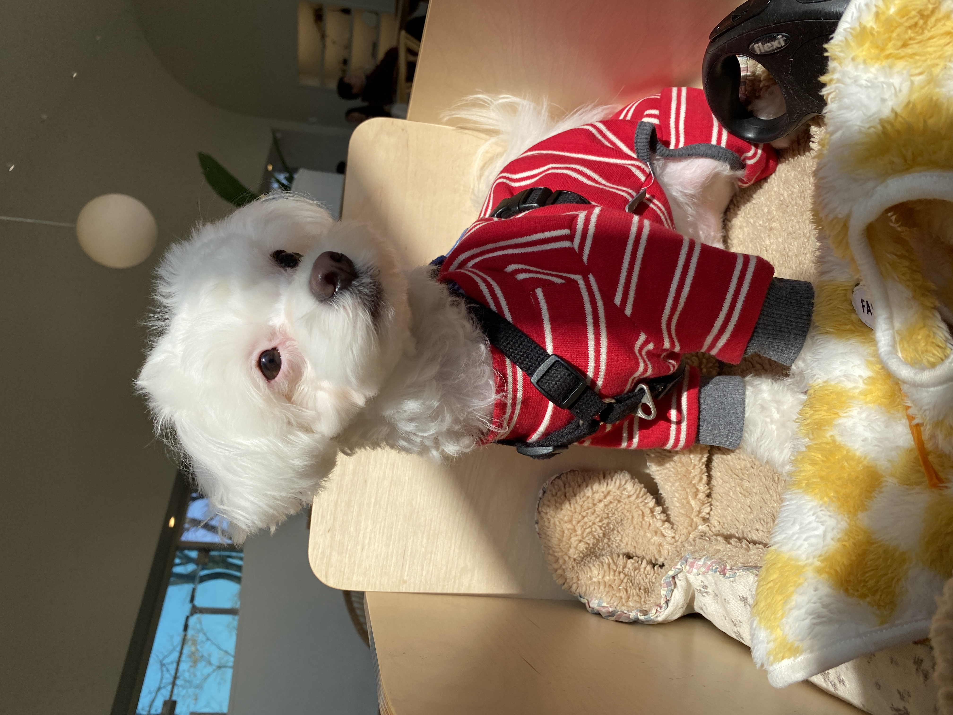 구름이네(아웅이) 1년 후 이야기 