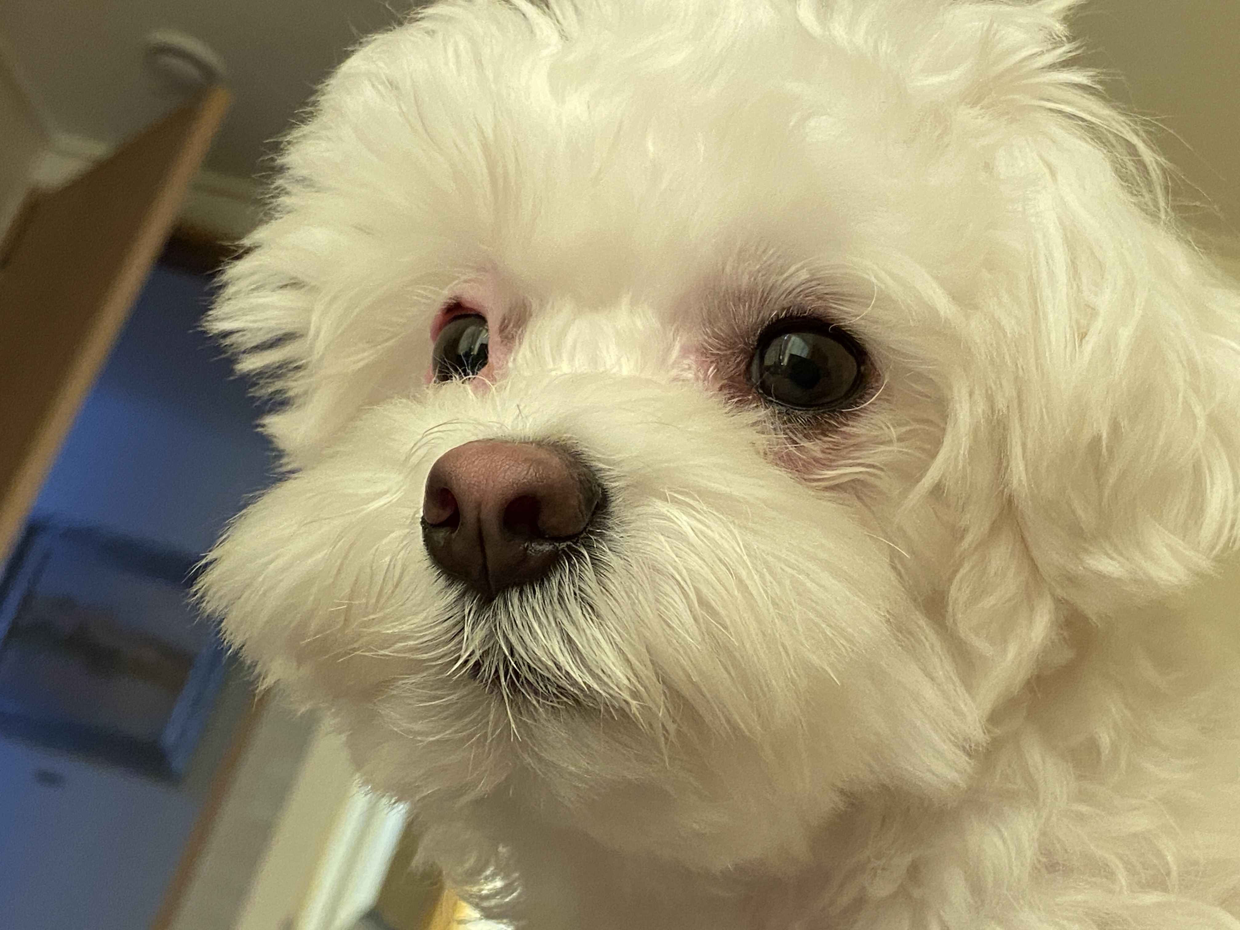 구름이네(아웅이) 1년 후 이야기 