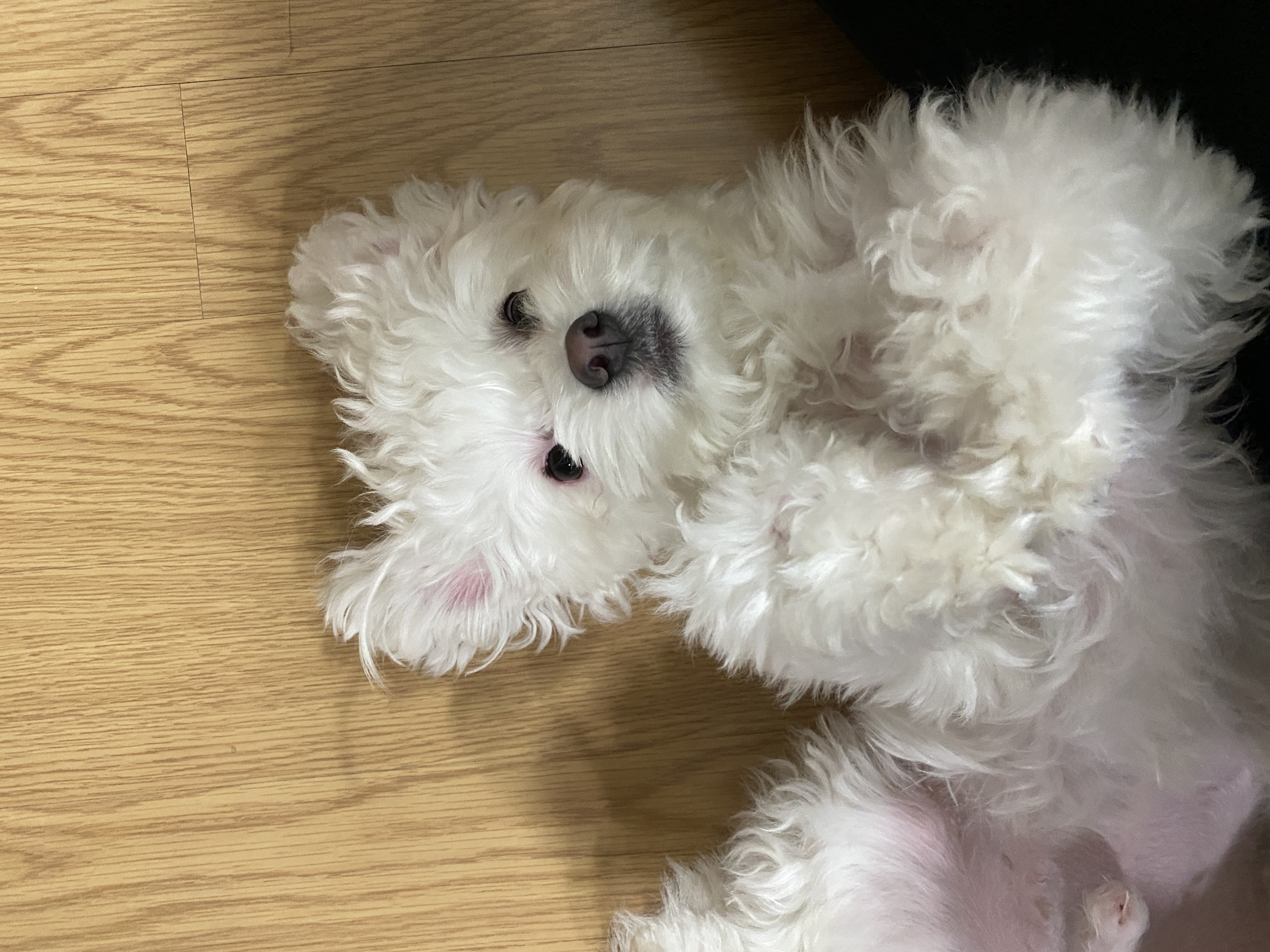 구름이네(아웅이) 1년 후 이야기 