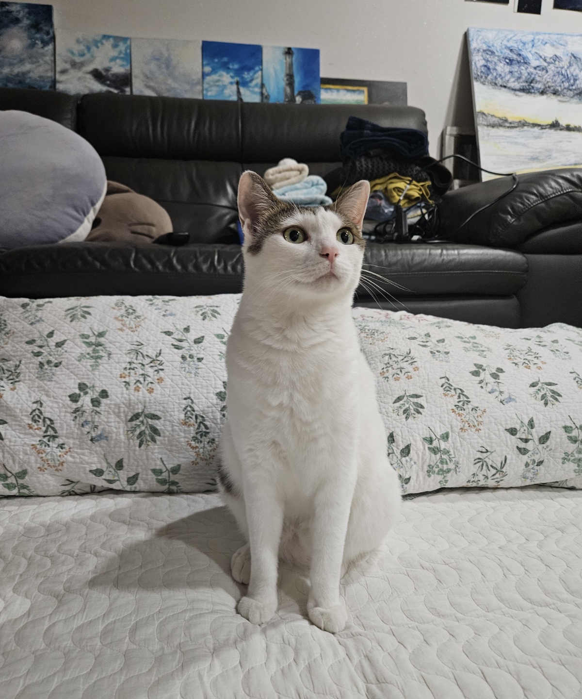 어겐이&바든이 입양 한 달차 후기