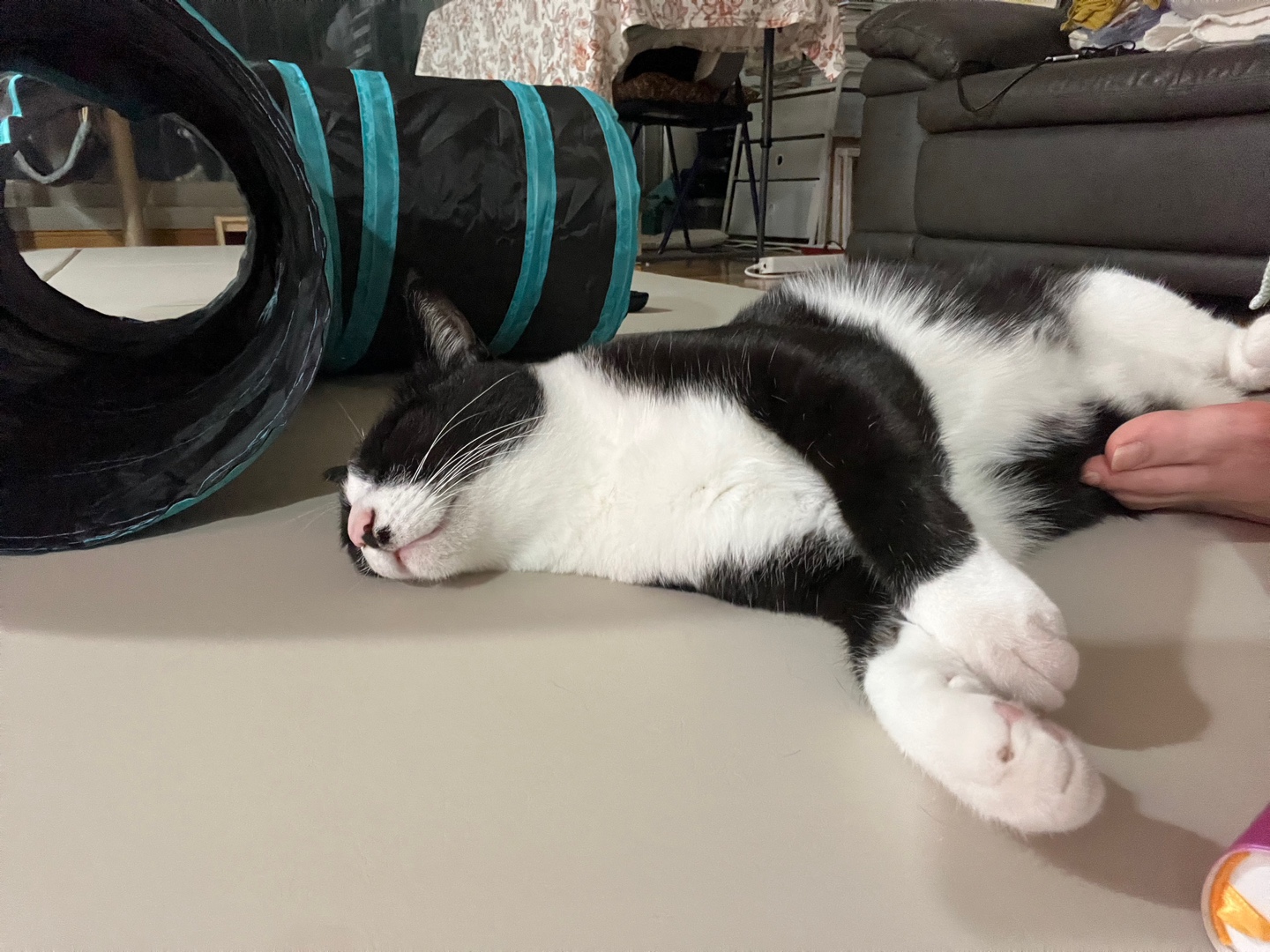 어겐이&바든이 입양 한 달차 후기