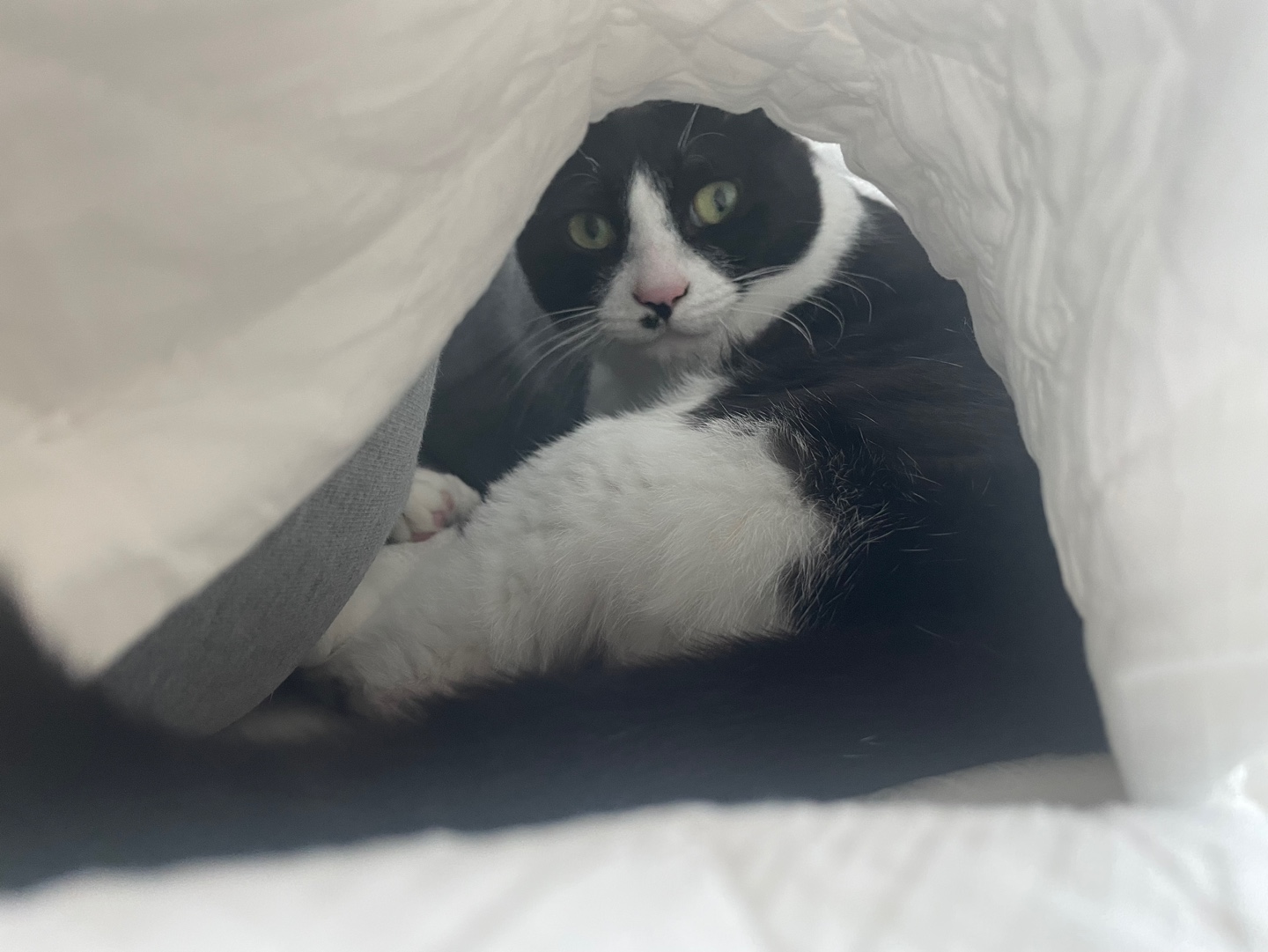 어겐이&바든이 입양 한 달차 후기