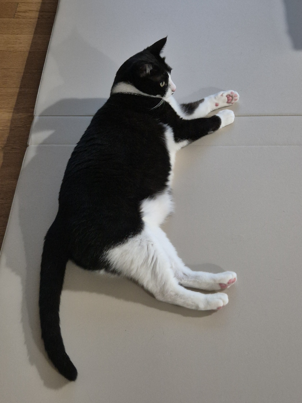 어겐이&바든이 입양 한 달차 후기