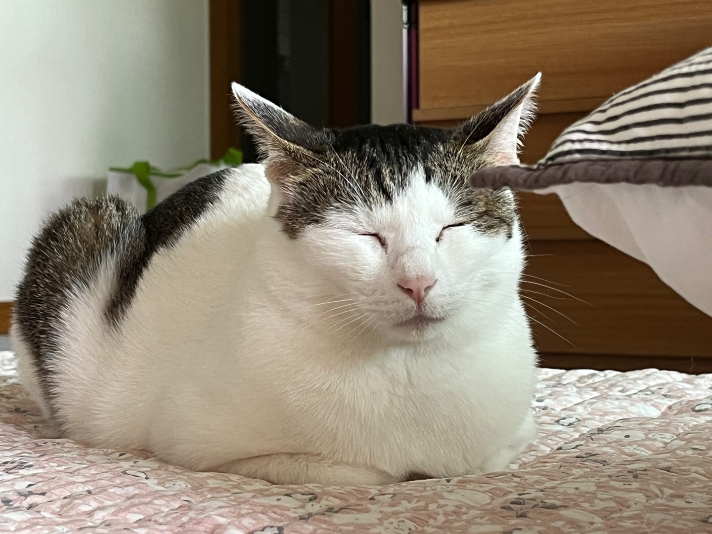 어겐이&바든이 입양 한 달차 후기