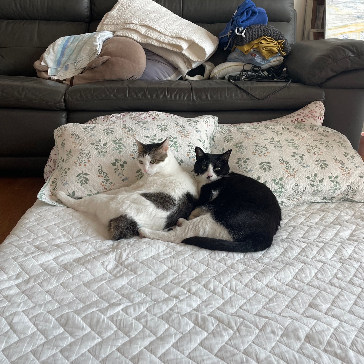 어겐이&바든이 입양 한 달차 후기