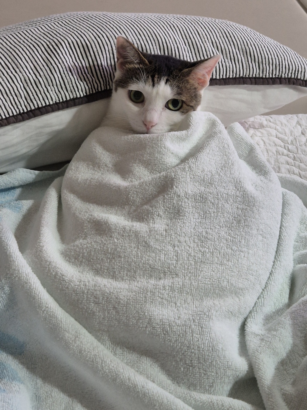 어겐이&바든이 입양 한 달차 후기