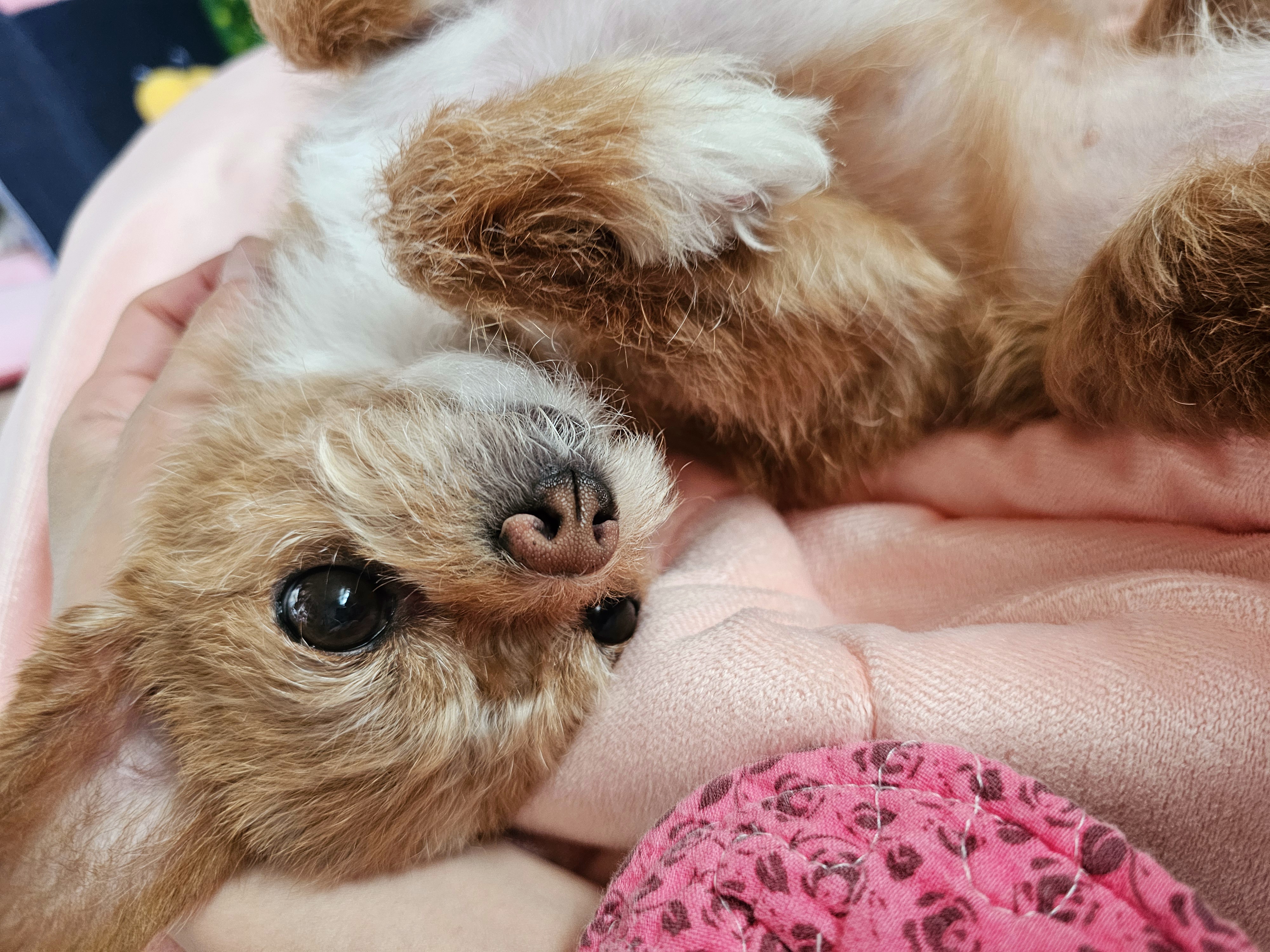 단추(뽀요)와 함께한지 벌써 4년🩷