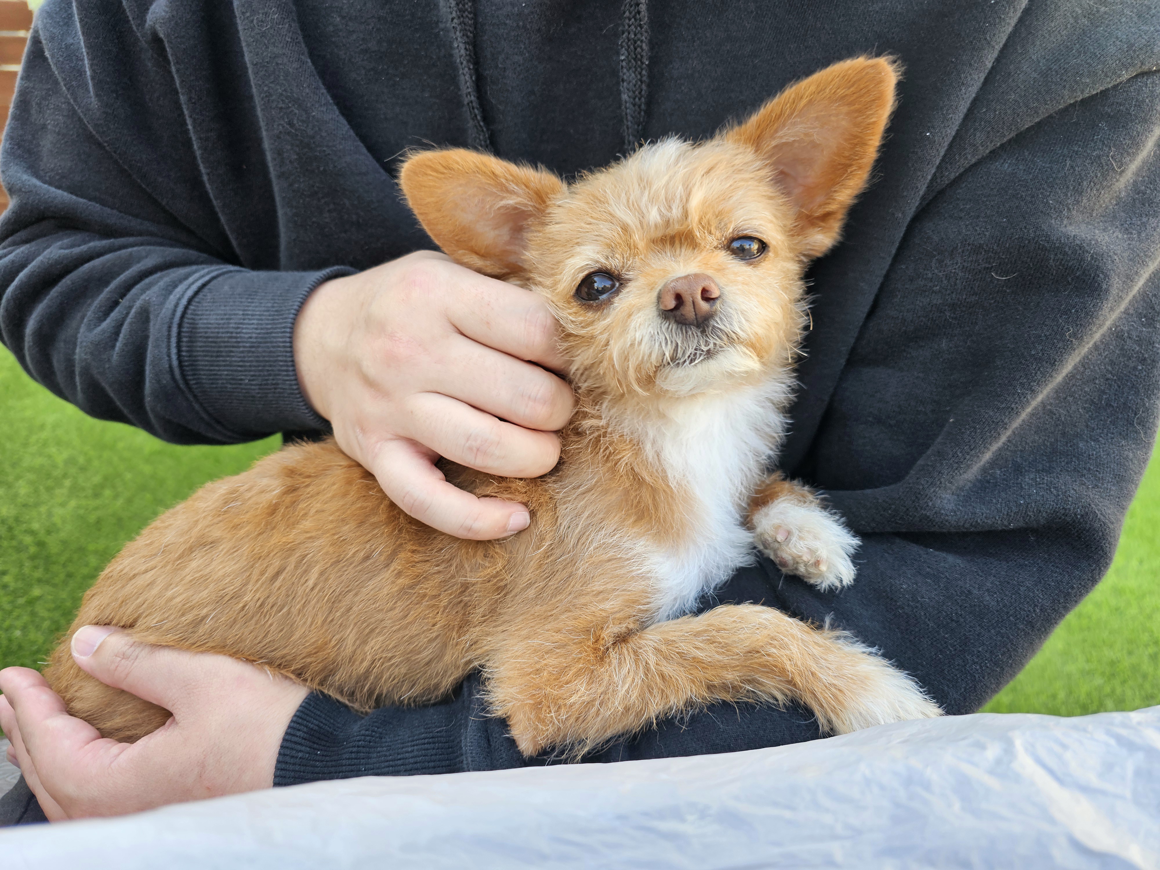 단추(뽀요)와 함께한지 벌써 4년🩷