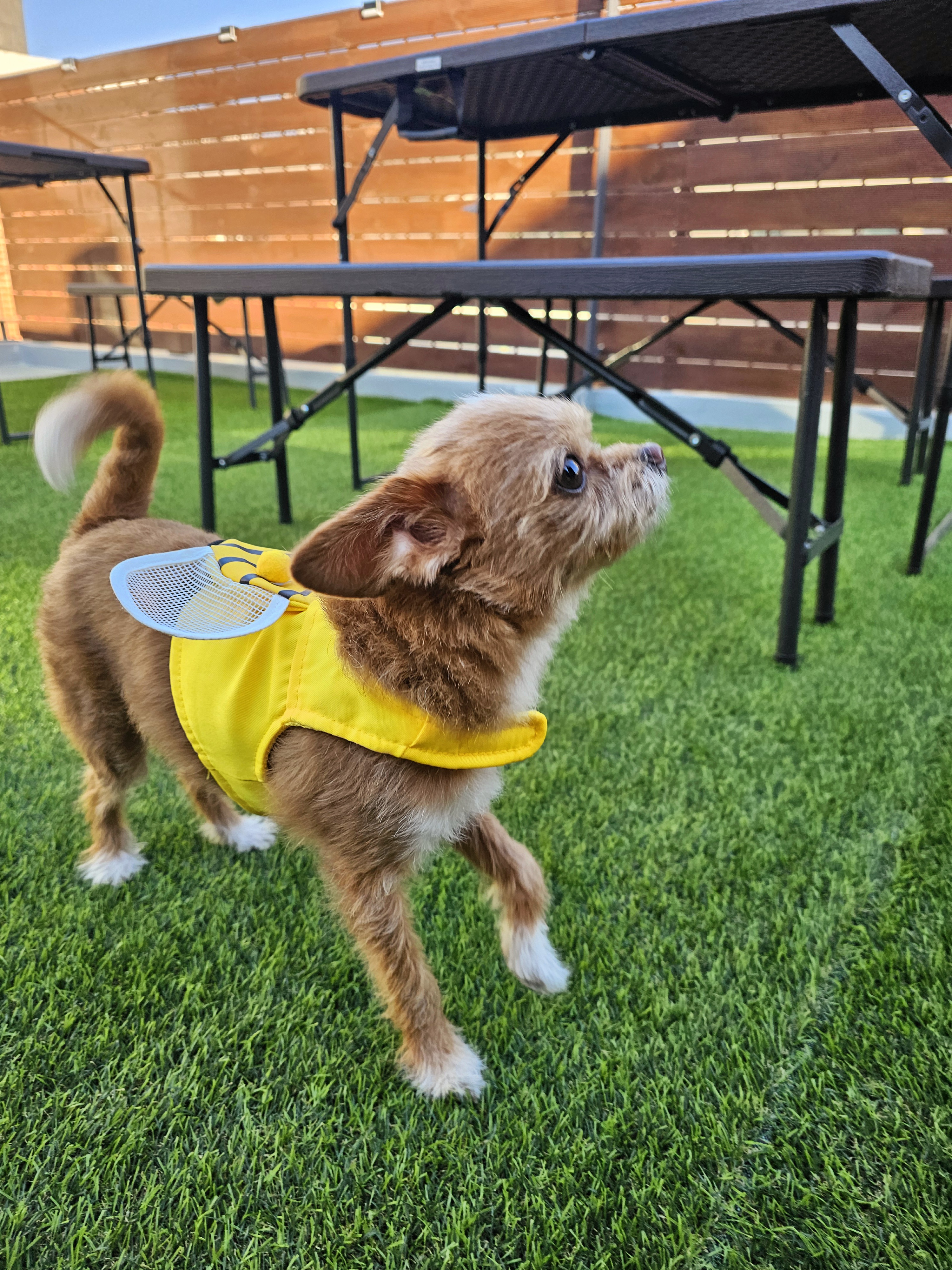 단추(뽀요)와 함께한지 벌써 4년🩷