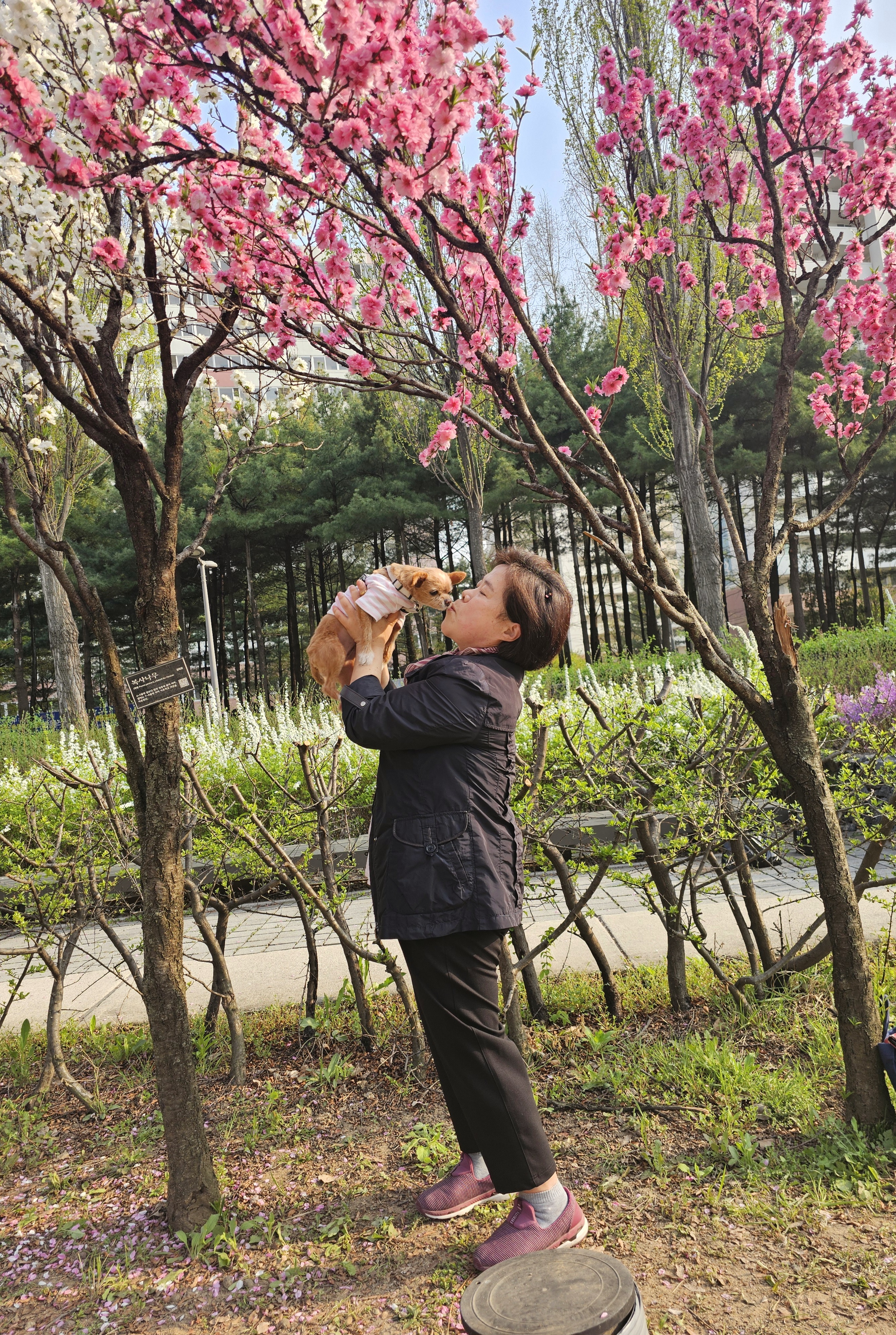 단추(뽀요)와 함께한지 벌써 4년🩷