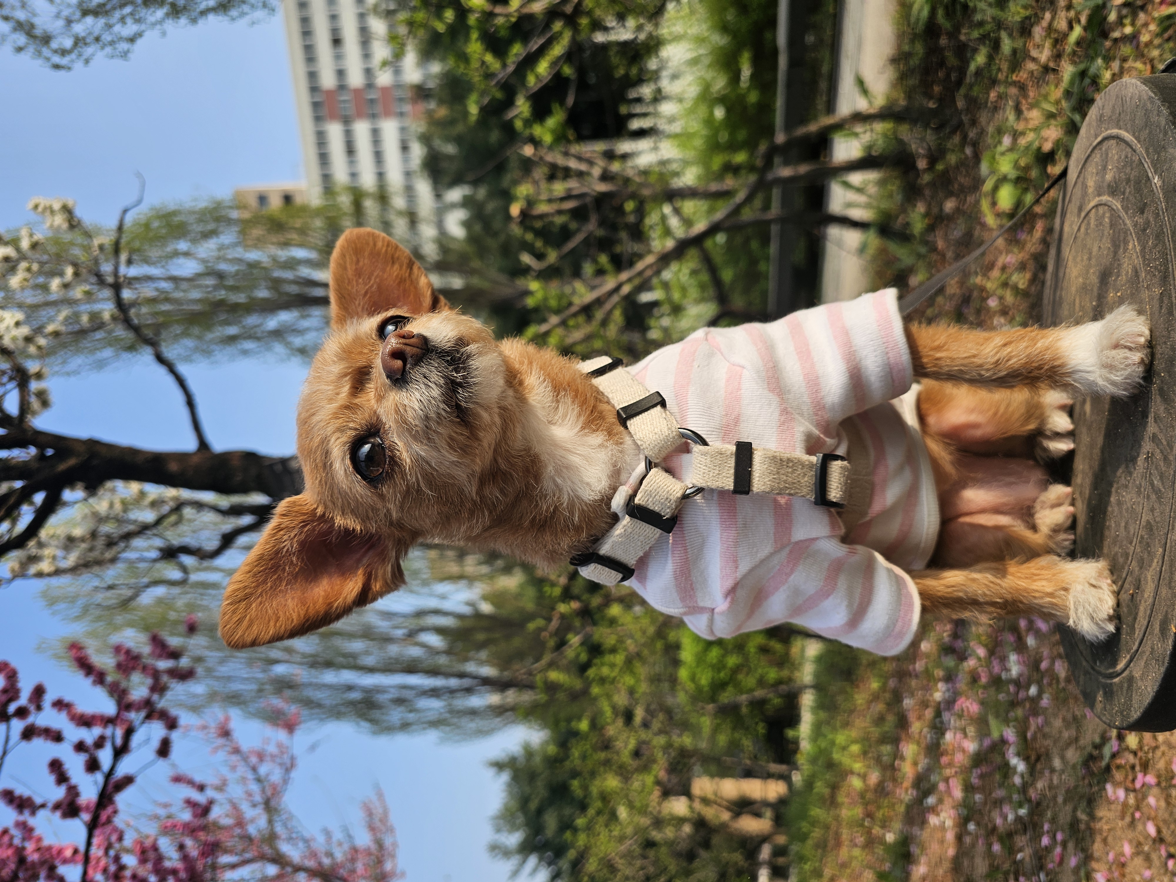 단추(뽀요)와 함께한지 벌써 4년🩷