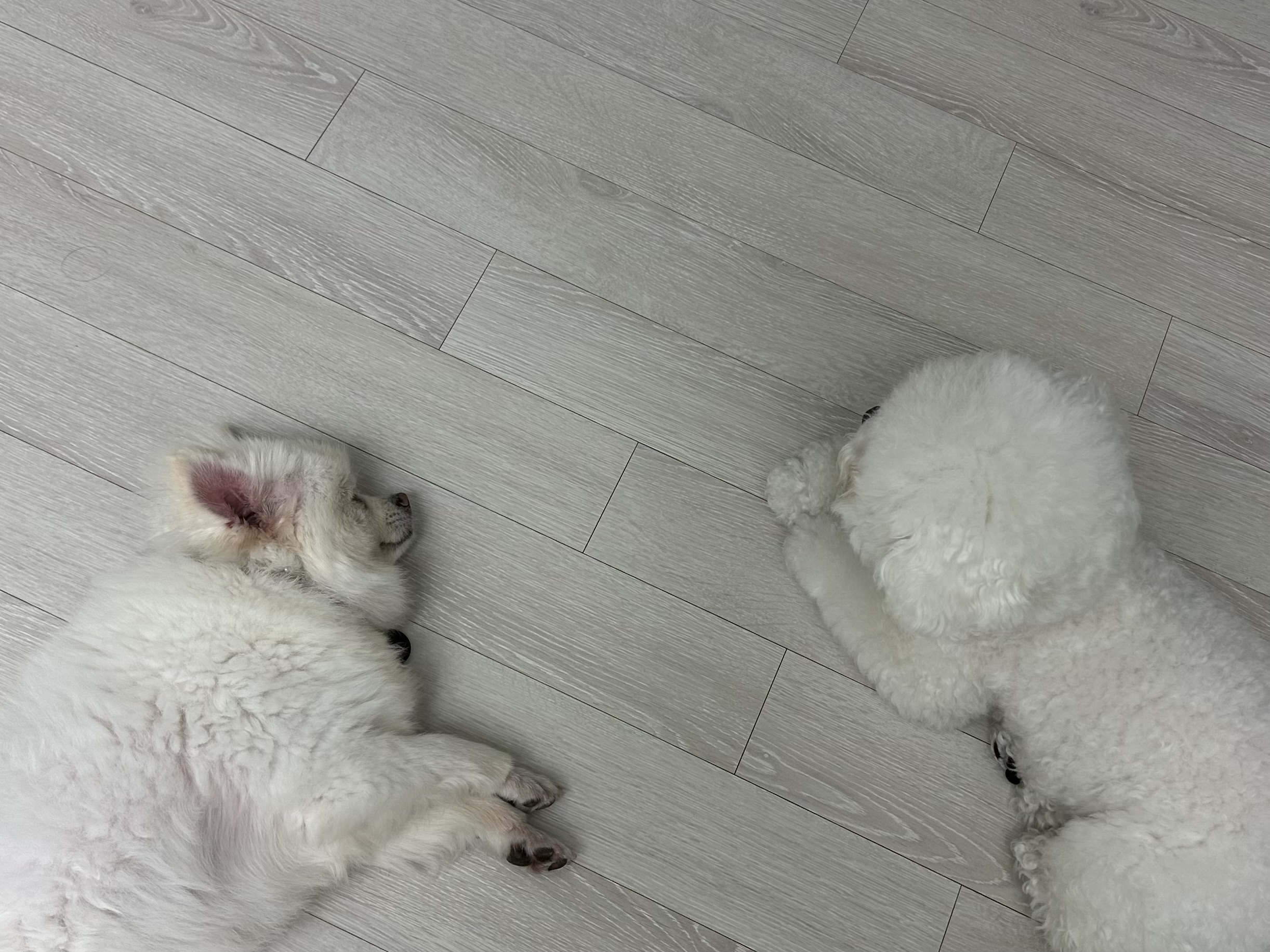 천재 뽀나의 1주일 적응기