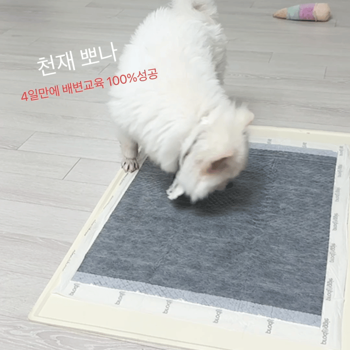 천재 뽀나의 1주일 적응기