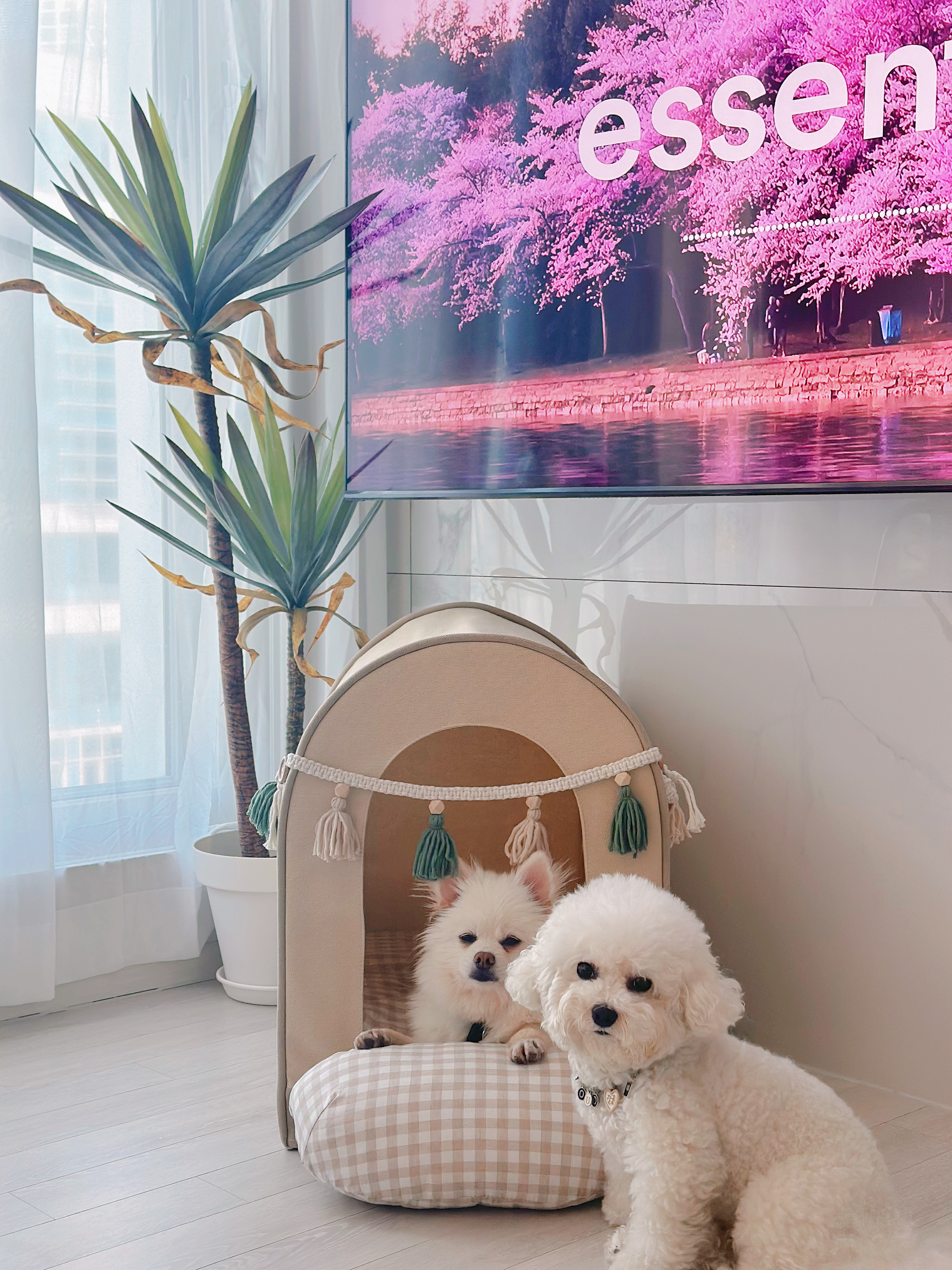 천재 뽀나의 1주일 적응기