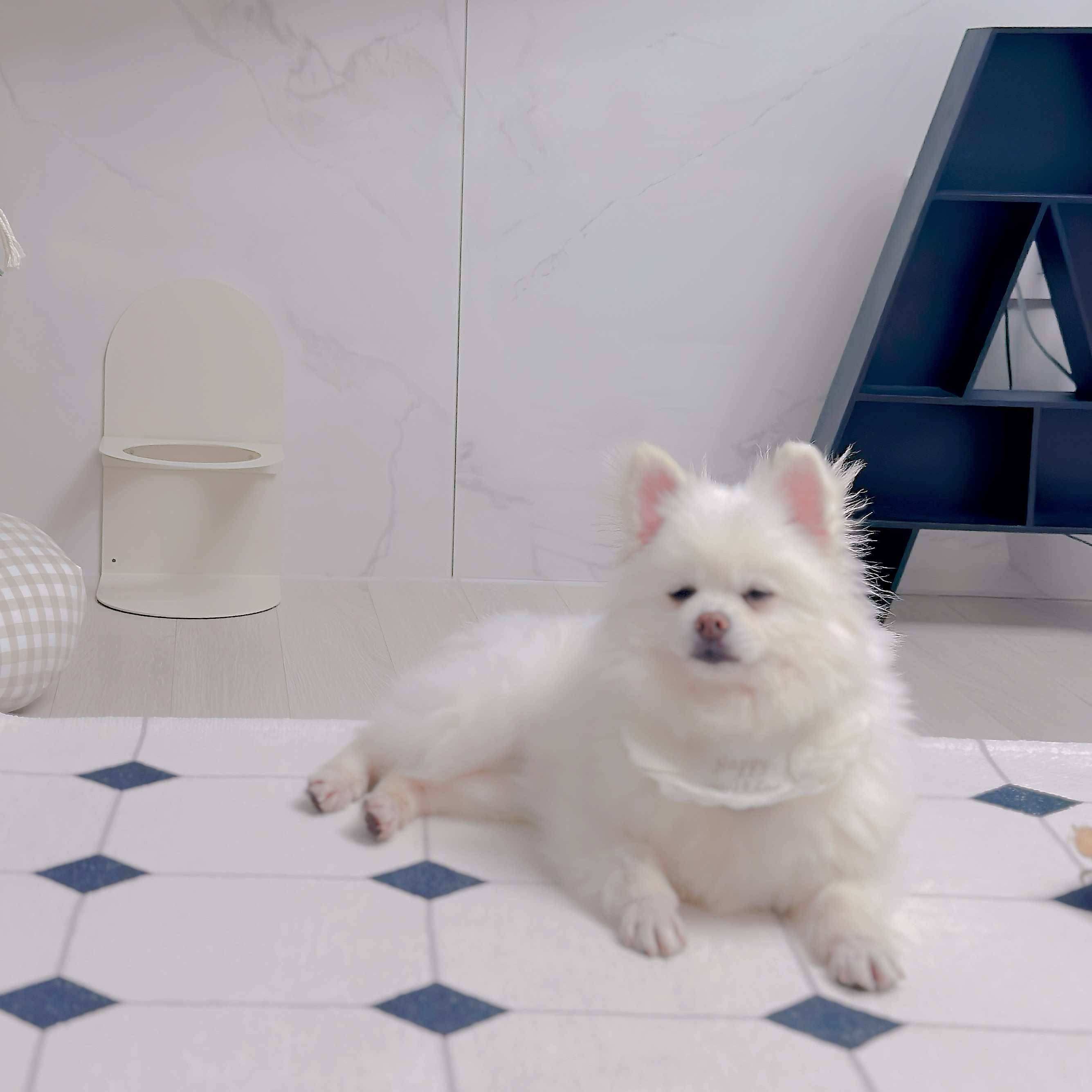 천재 뽀나의 1주일 적응기