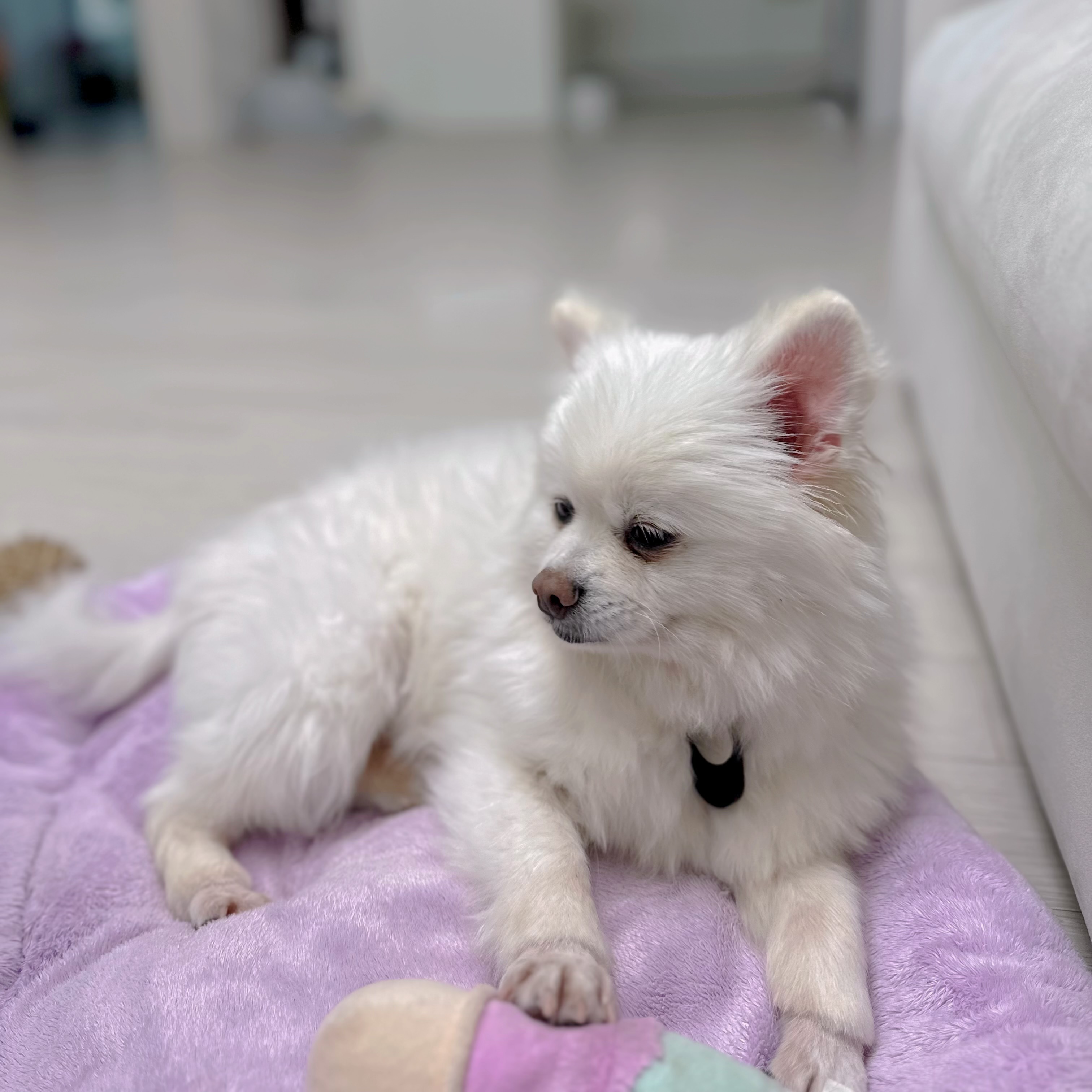 천재 뽀나의 1주일 적응기