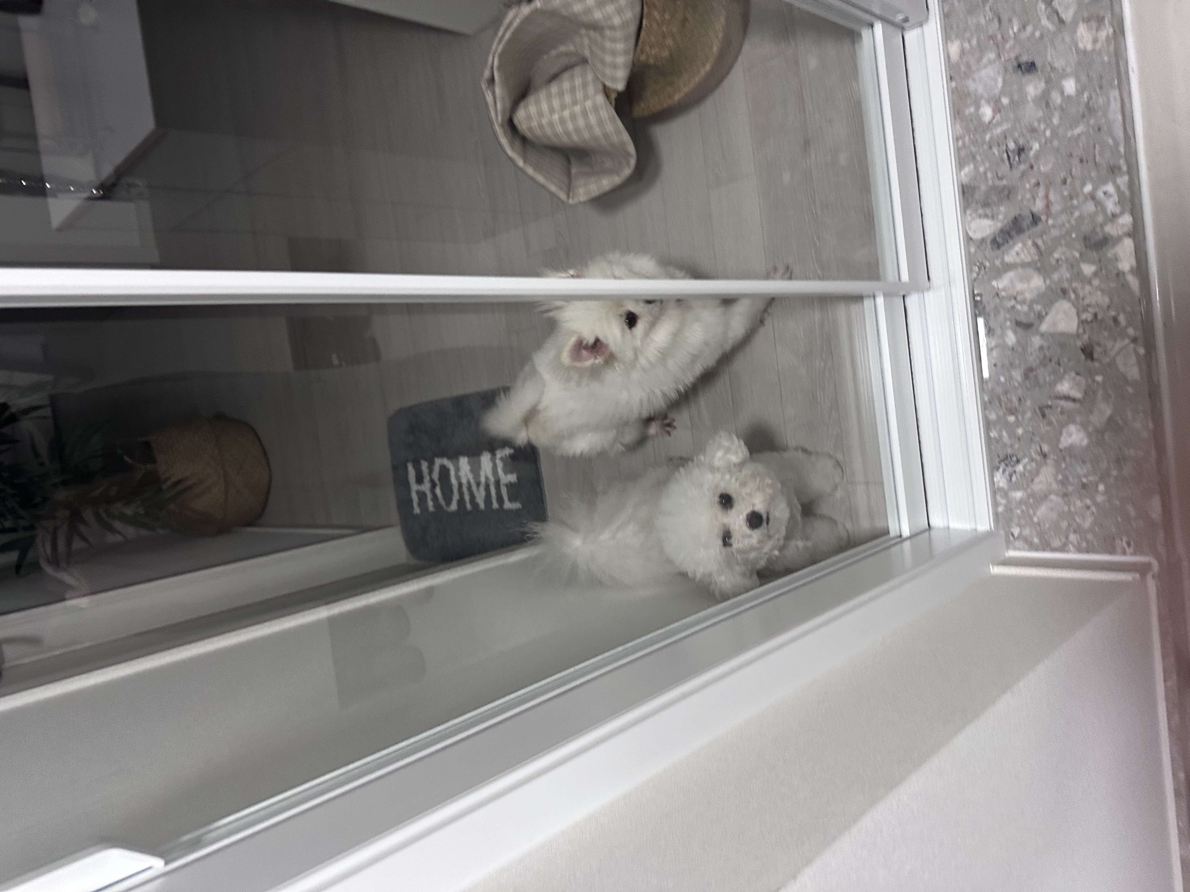 천재 뽀나의 1주일 적응기