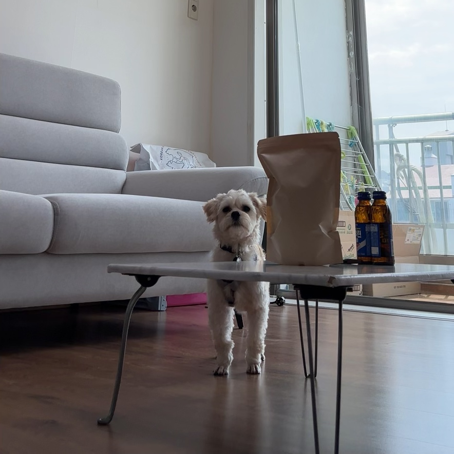 단발이 (찹쌀이) 임시보호 일주일차