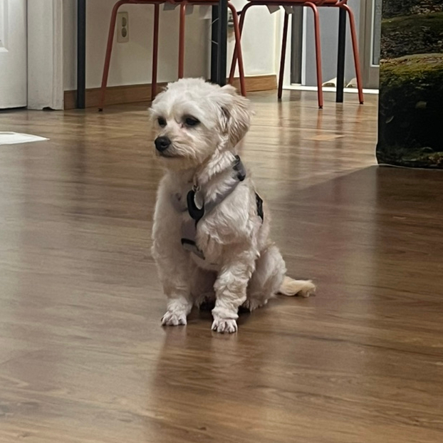 단발이 (찹쌀이) 임시보호 일주일차