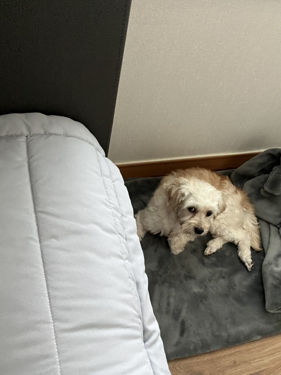 단발이 (찹쌀이) 임시보호 일주일차