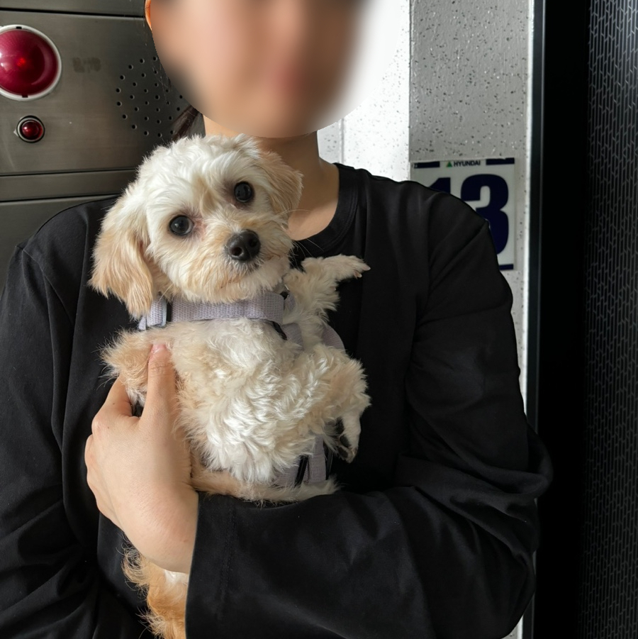 단발이 (찹쌀이) 임시보호 일주일차