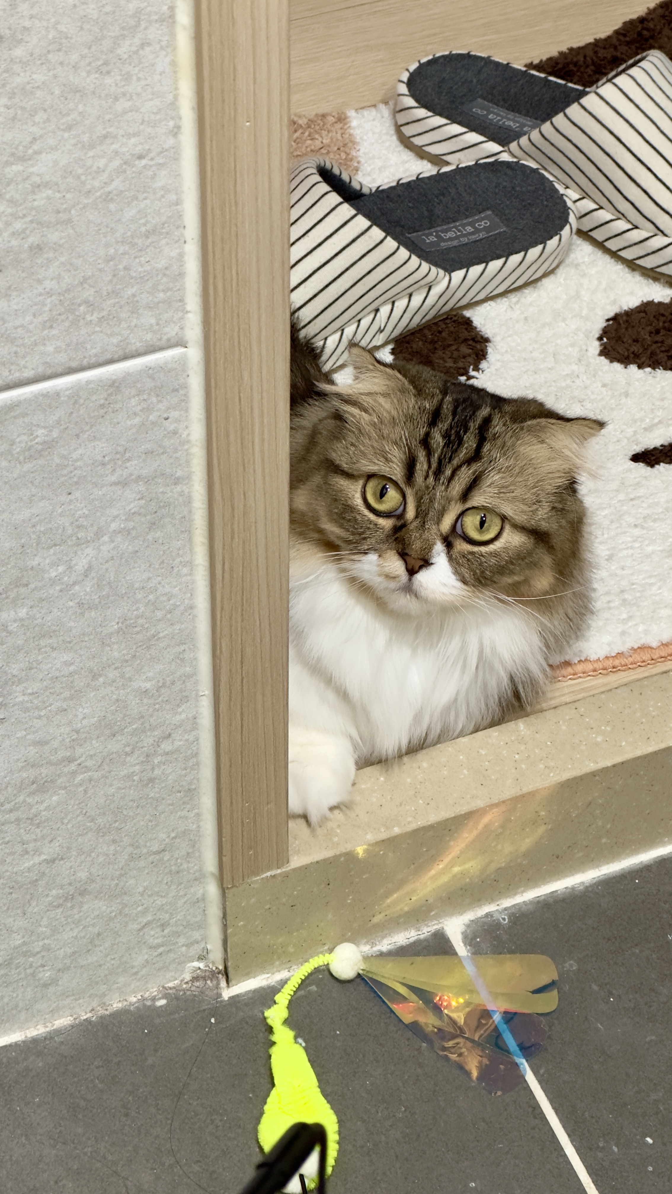 후추(구 태주) 임보 3개월 차 이야기_그녀는 천사냥..