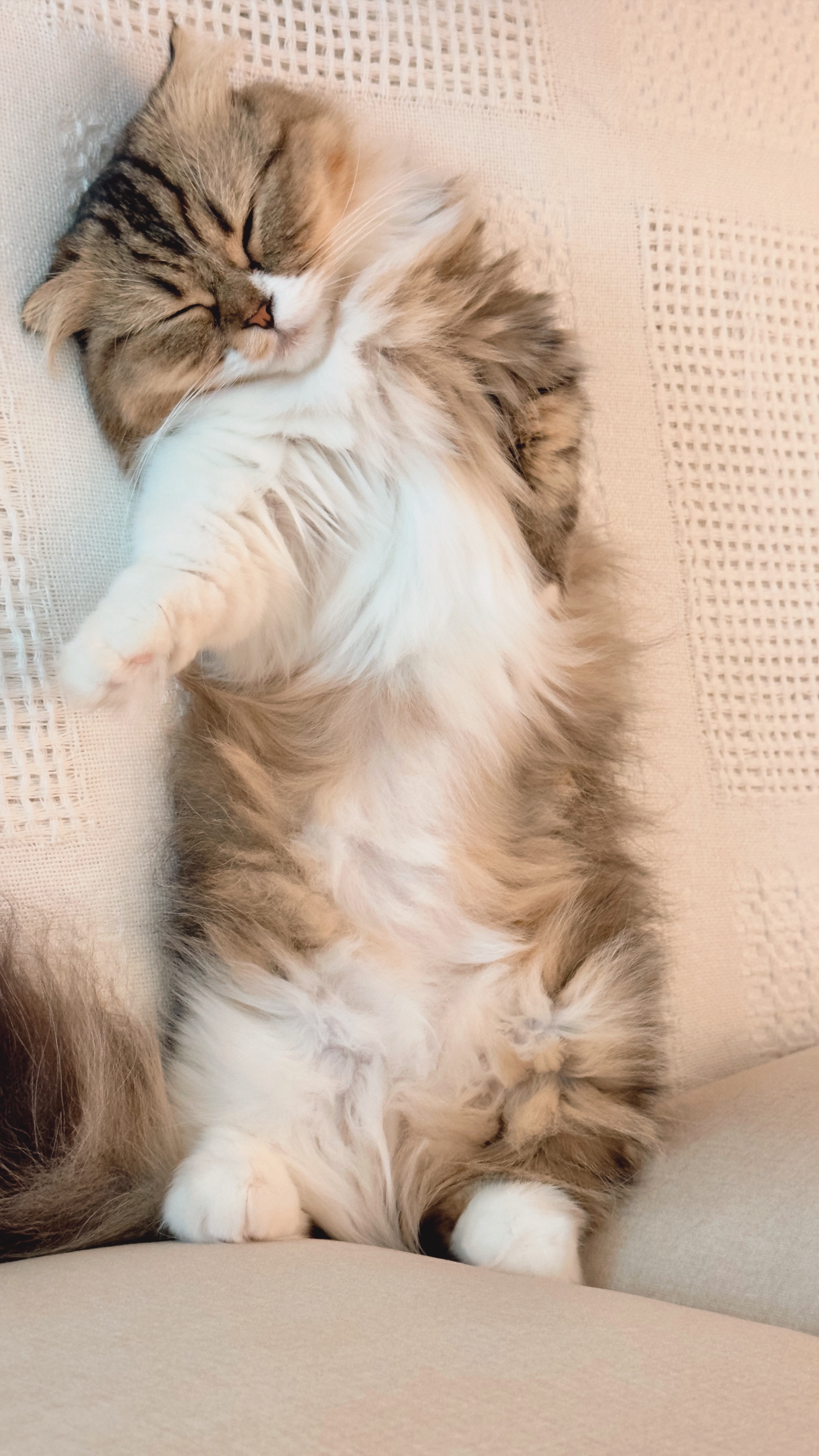 후추(구 태주) 임보 3개월 차 이야기_그녀는 천사냥..