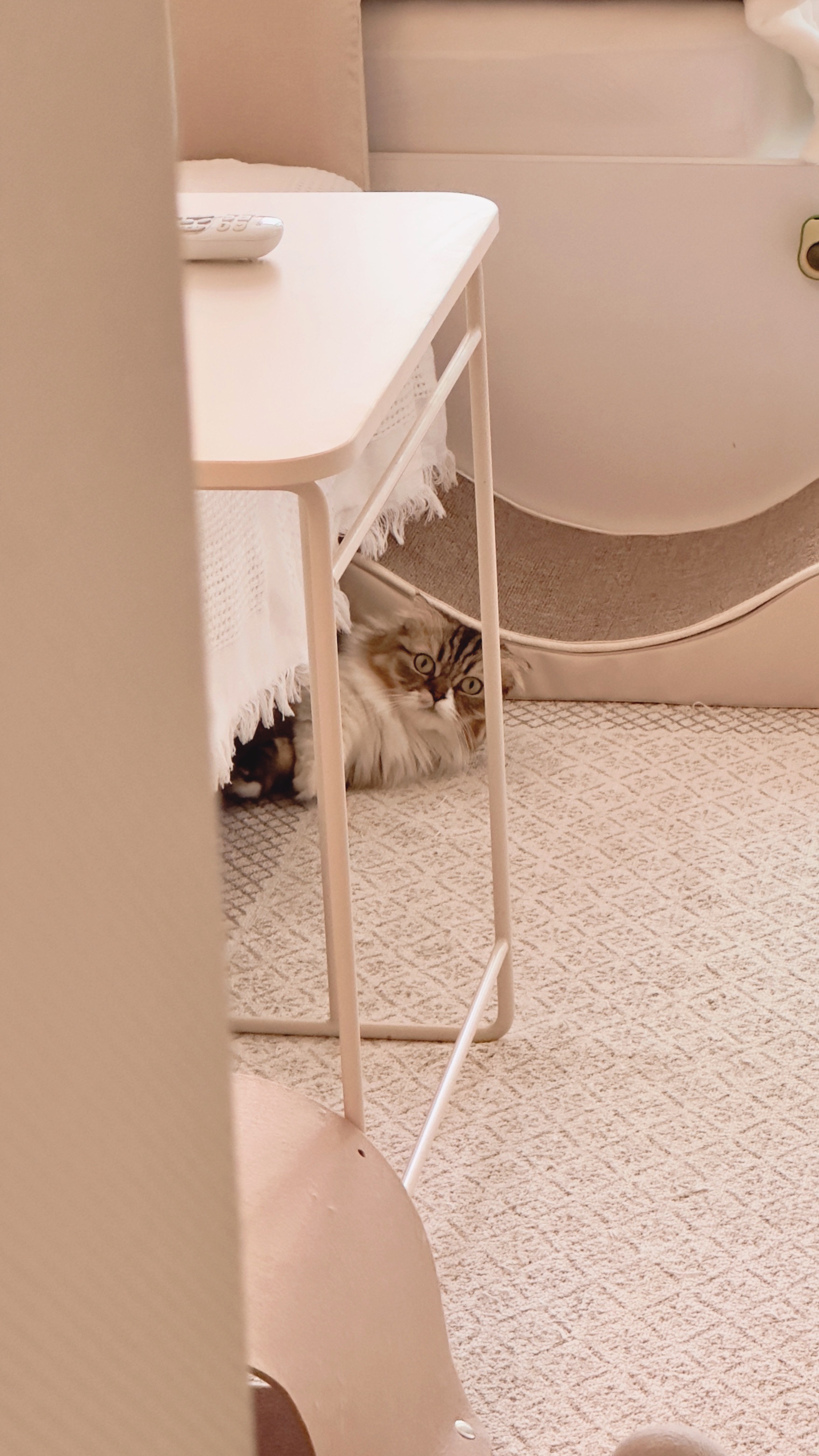 후추(구 태주) 임보 3개월 차 이야기_그녀는 천사냥..