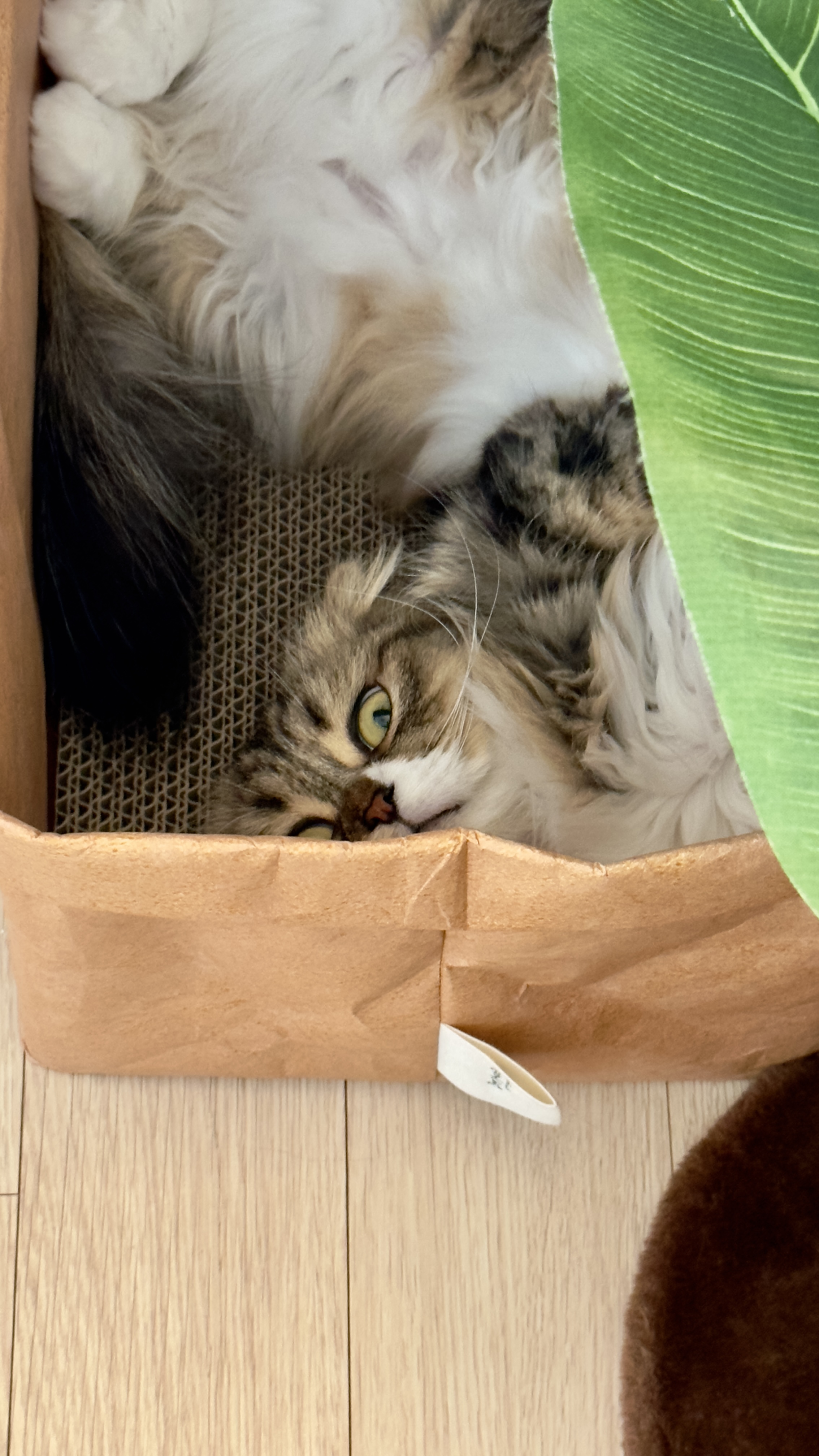 후추(구 태주) 임보 3개월 차 이야기_그녀는 천사냥..