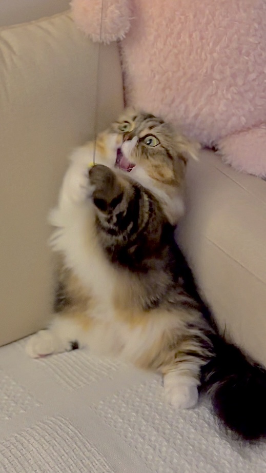 후추(구 태주) 임보 3개월 차 이야기_그녀는 천사냥..