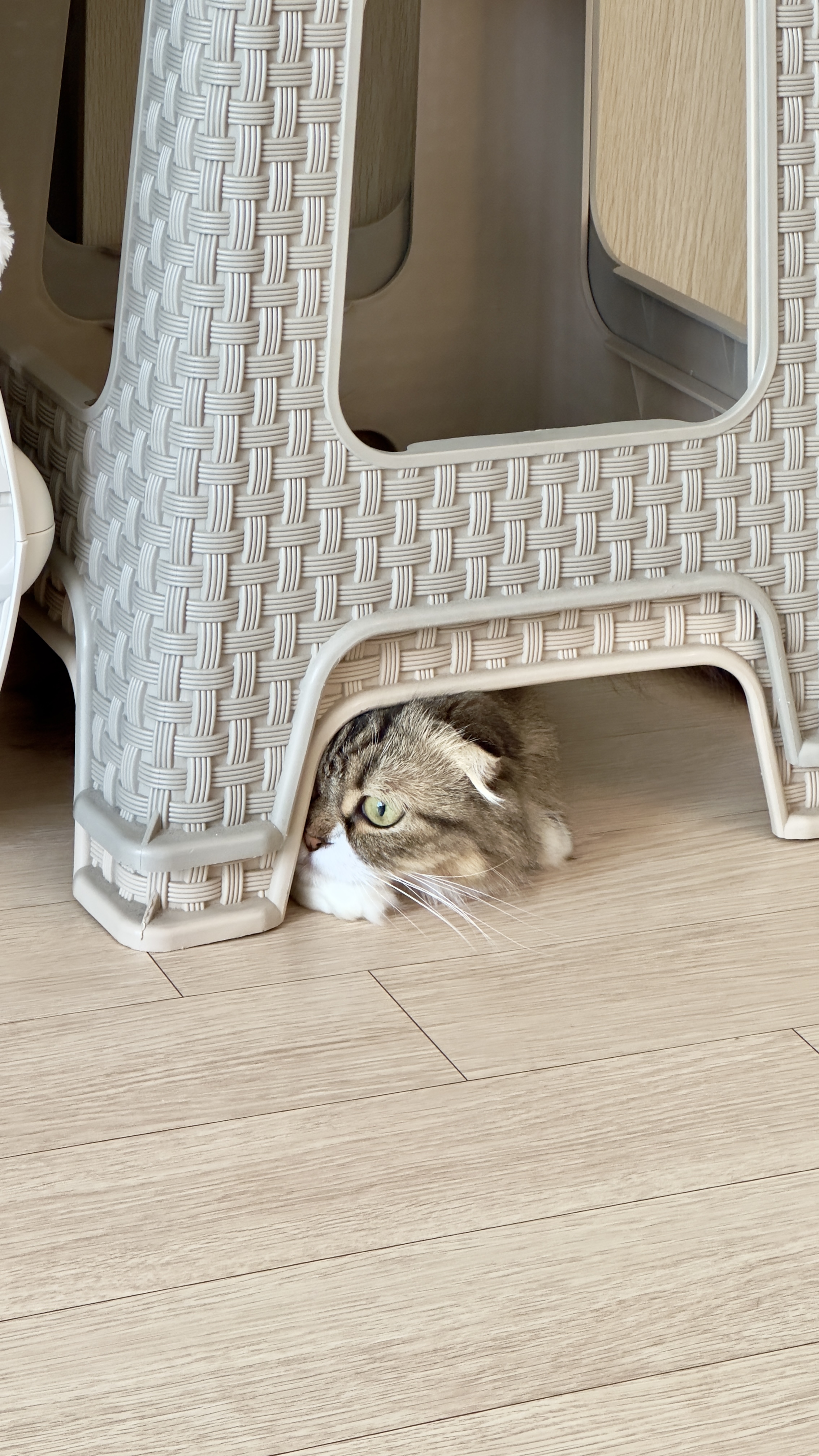 후추(구 태주) 임보 3개월 차 이야기_그녀는 천사냥..