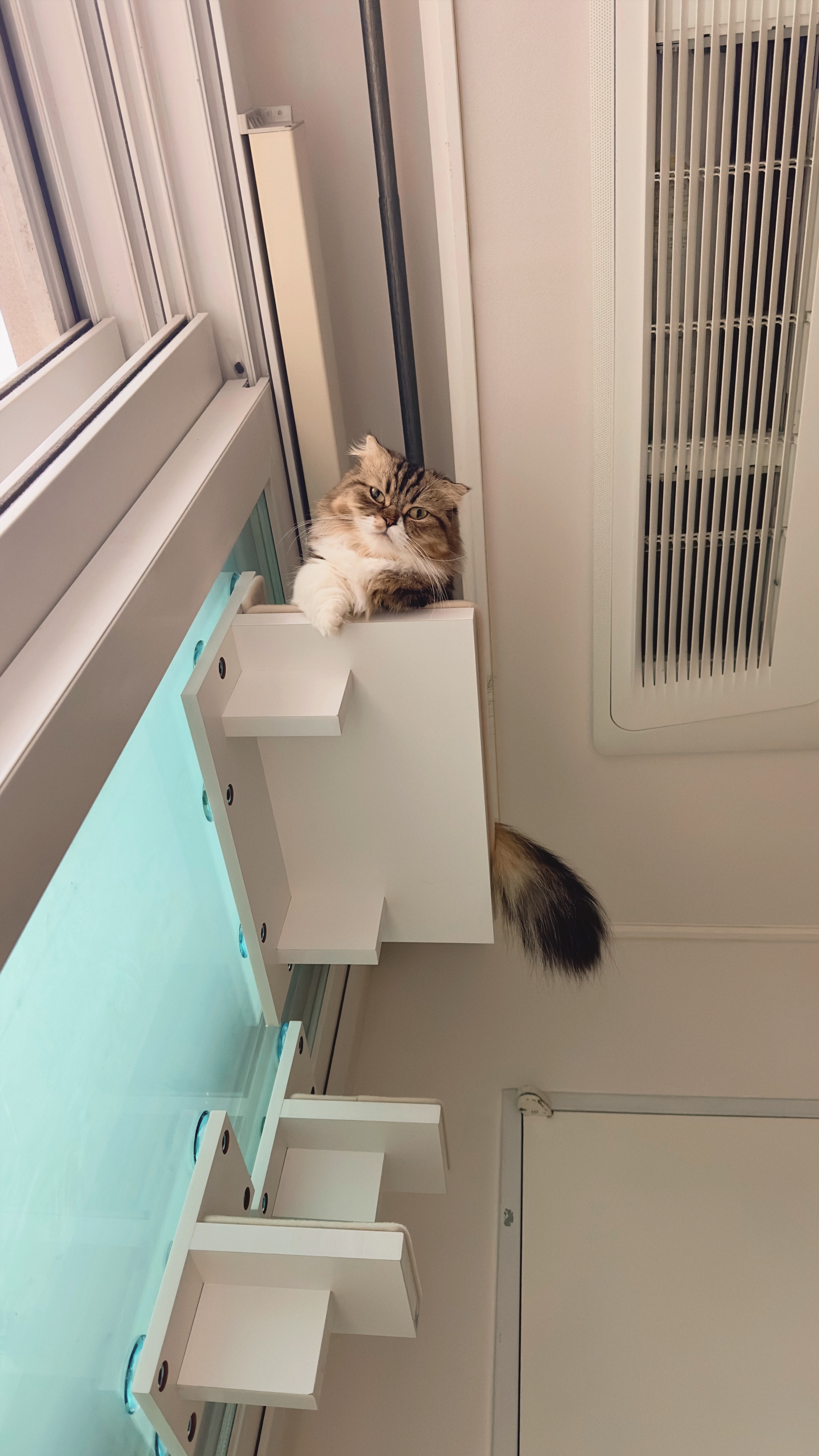 후추(구 태주) 임보 3개월 차 이야기_그녀는 천사냥..